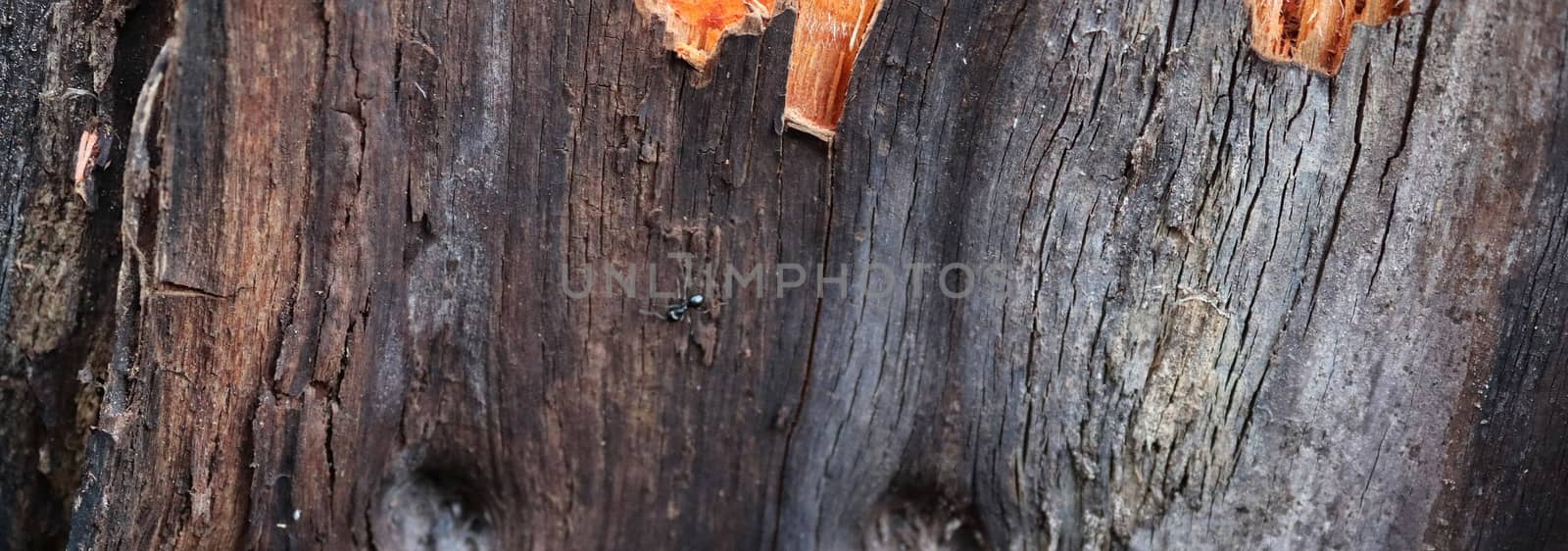 Close up view on different wood surfaces of planks logs and wood by MP_foto71
