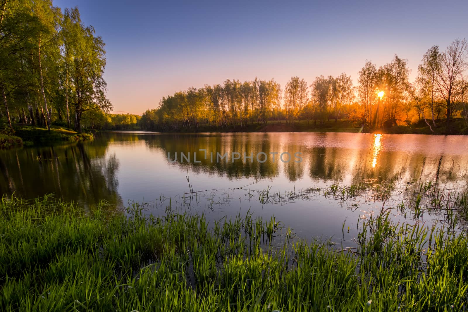 Sunrise or sunset on a pond with young green reeds, birches on the neighboring shore, reflected in water, fog and the sun.