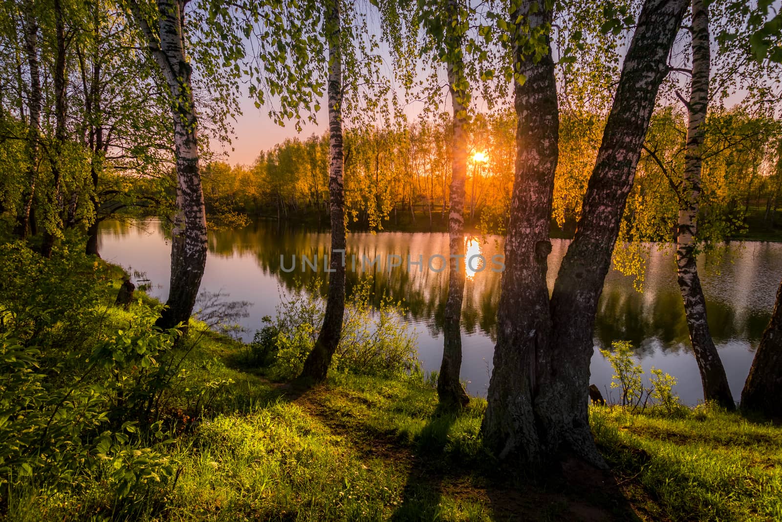 Sunrise or sunset among birches with young leaves near a pond, reflected in the water covered with fog. The sun shining through the branches of trees.