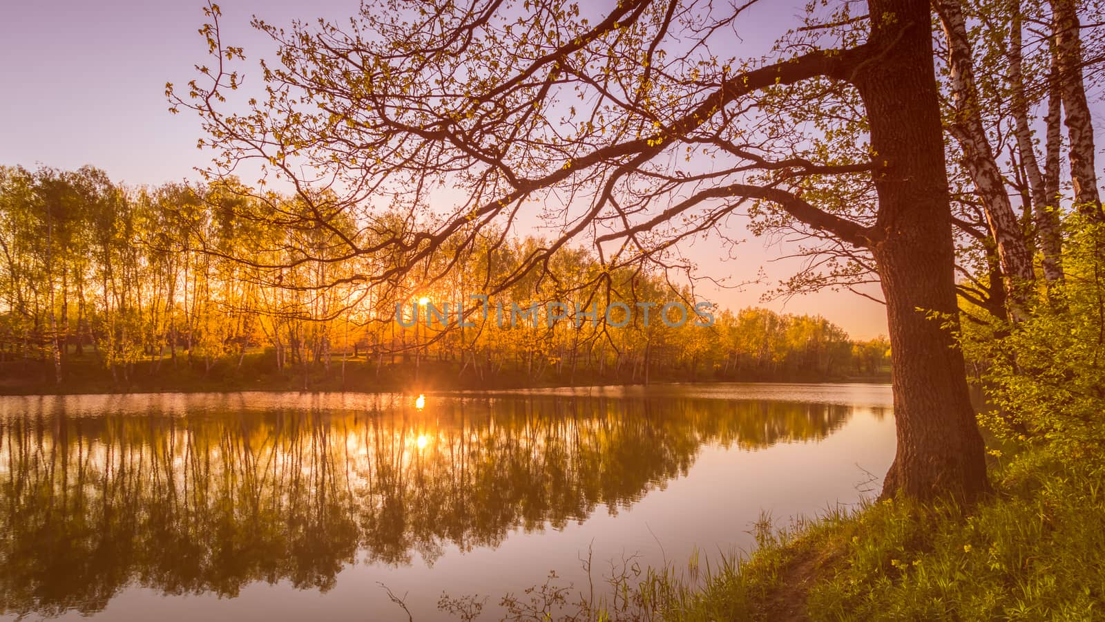 Sunrise or sunset on a pond with young green reeds, birches on the neighboring shore, reflected in water, fog and the sun.