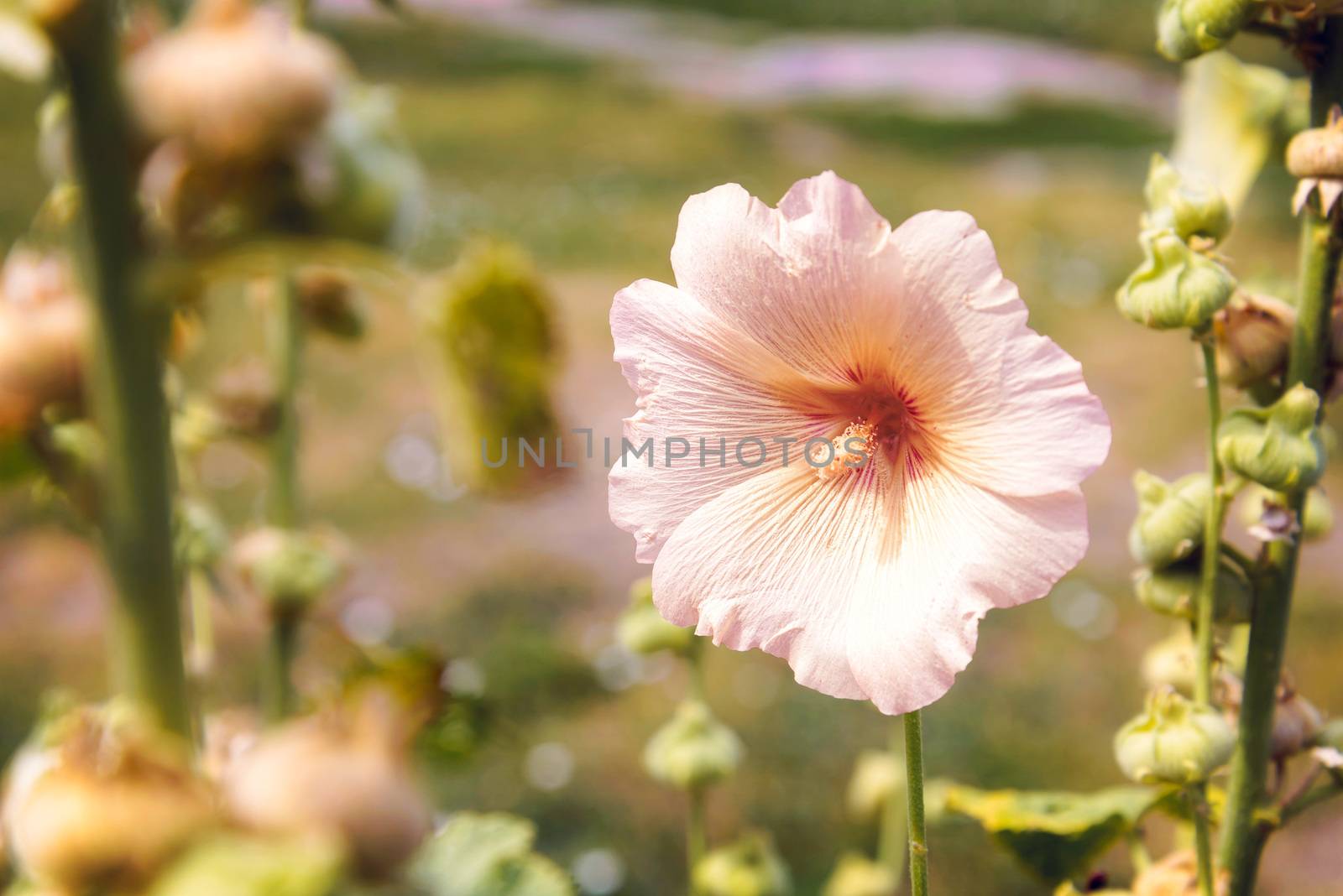 Pink Alcea Rosea in the garden, growing under the warm summer sun