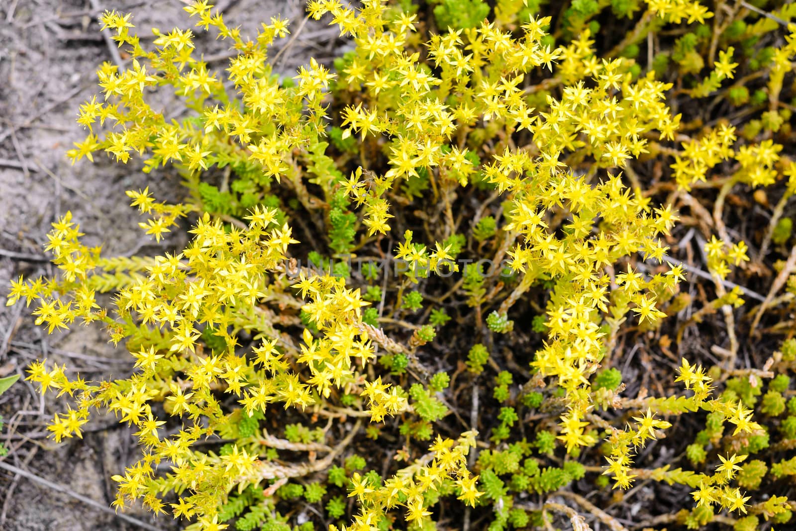 The Sedum acre, commonly known as the goldmoss stonecrop, mossy stonecrop, goldmoss sedum, biting stonecrop, and wallpepper, is a perennial flowering plant from the Crassulaceae family