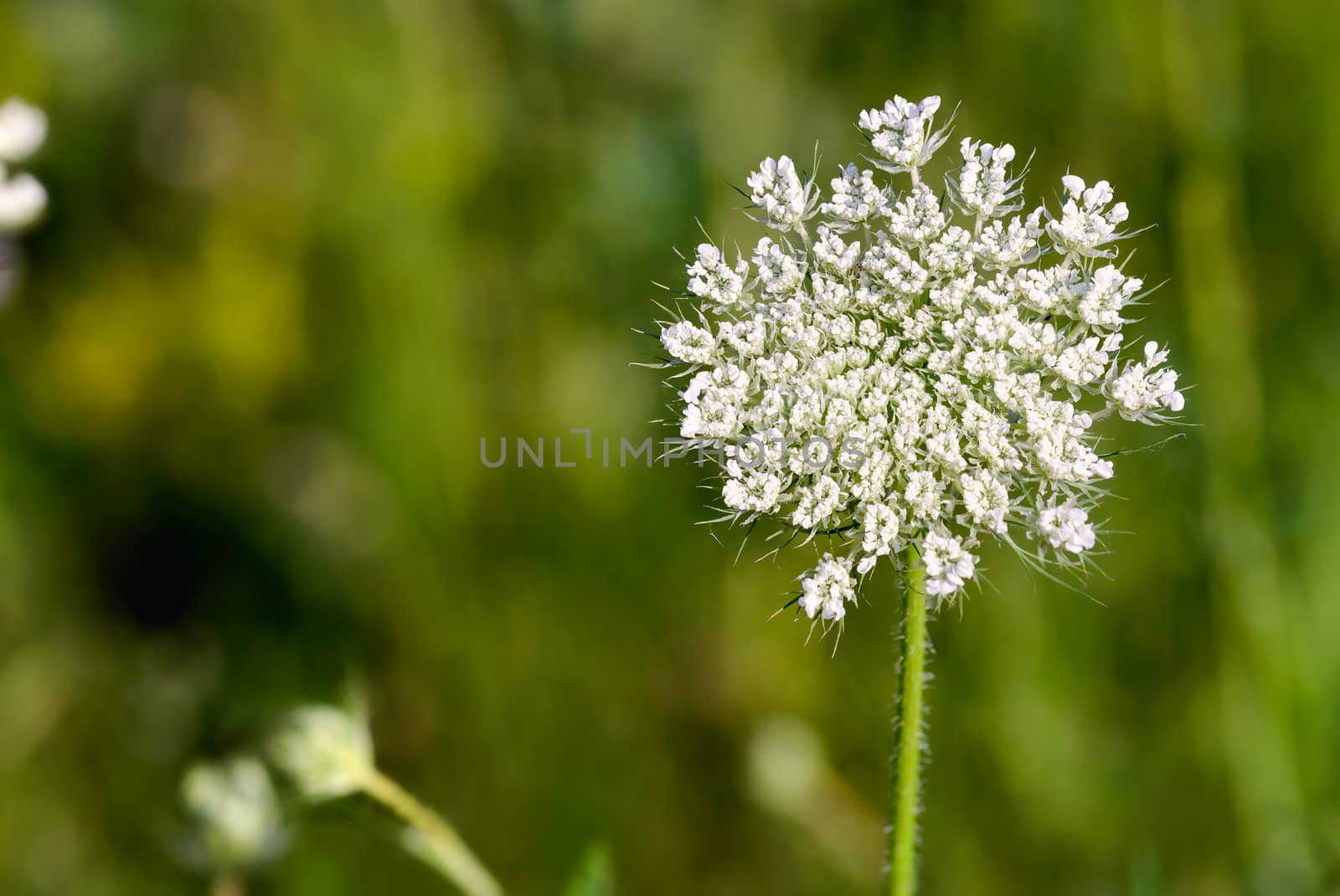 Macro of an open wild carrot (Daucus Carota) in the meadow close to the Dnieper river in Kiev, Ukraine