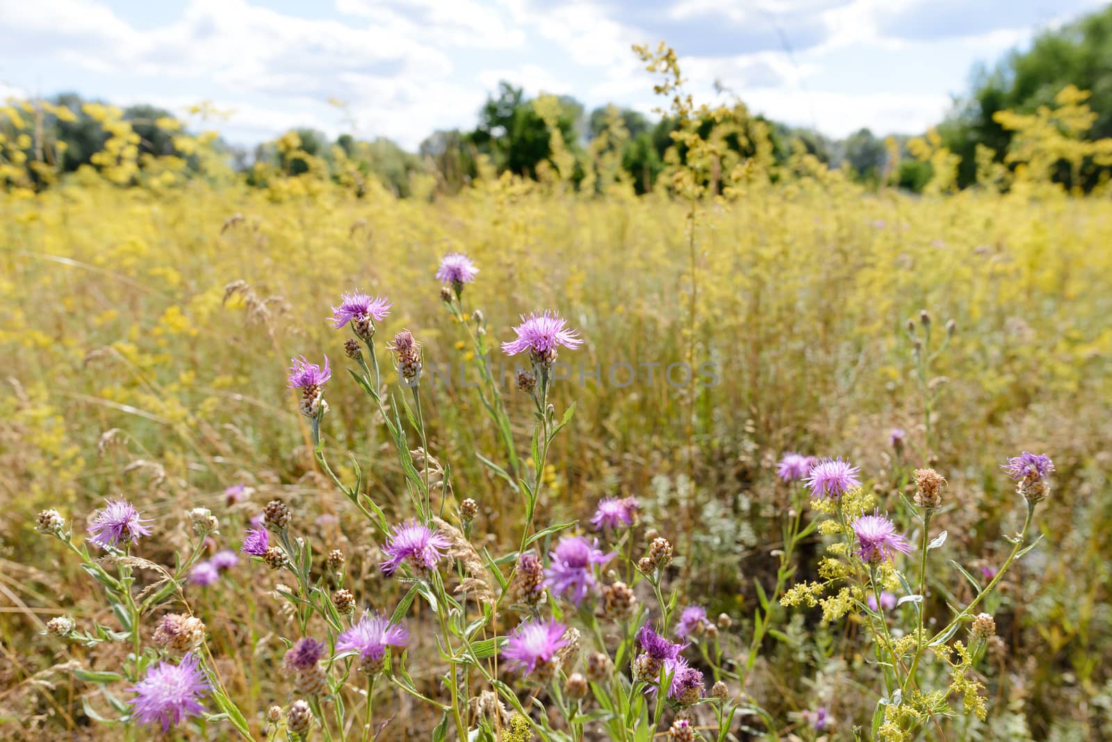 Centaurea Scabiosa flowers with buds,  also known as  greater knapweed, is growing in the meadow close to the Dnieper River in Kiev, Ukraine, under the warm summer sun