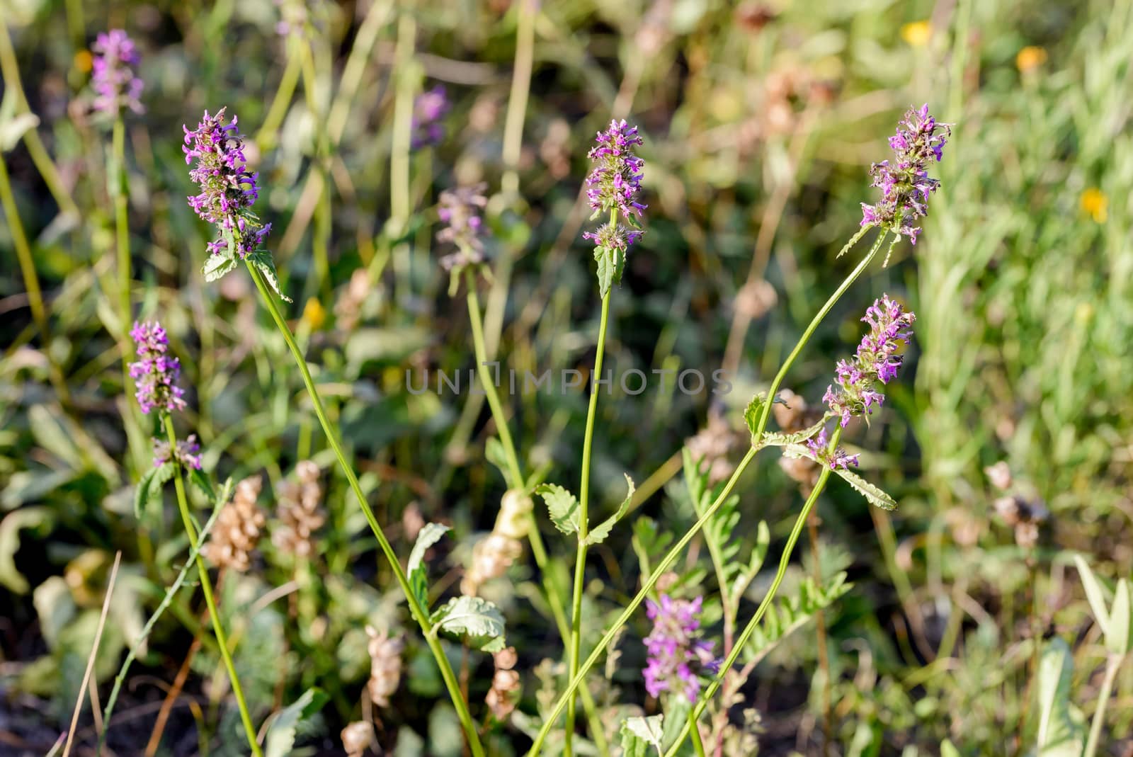 Stachys officinalis flowers also known as common hedgenettle, betony, purple betony, wood betony, bishopwort, or bishop's wort, growing in the meadows close to the Dnieper river in Kiev, Ukraine