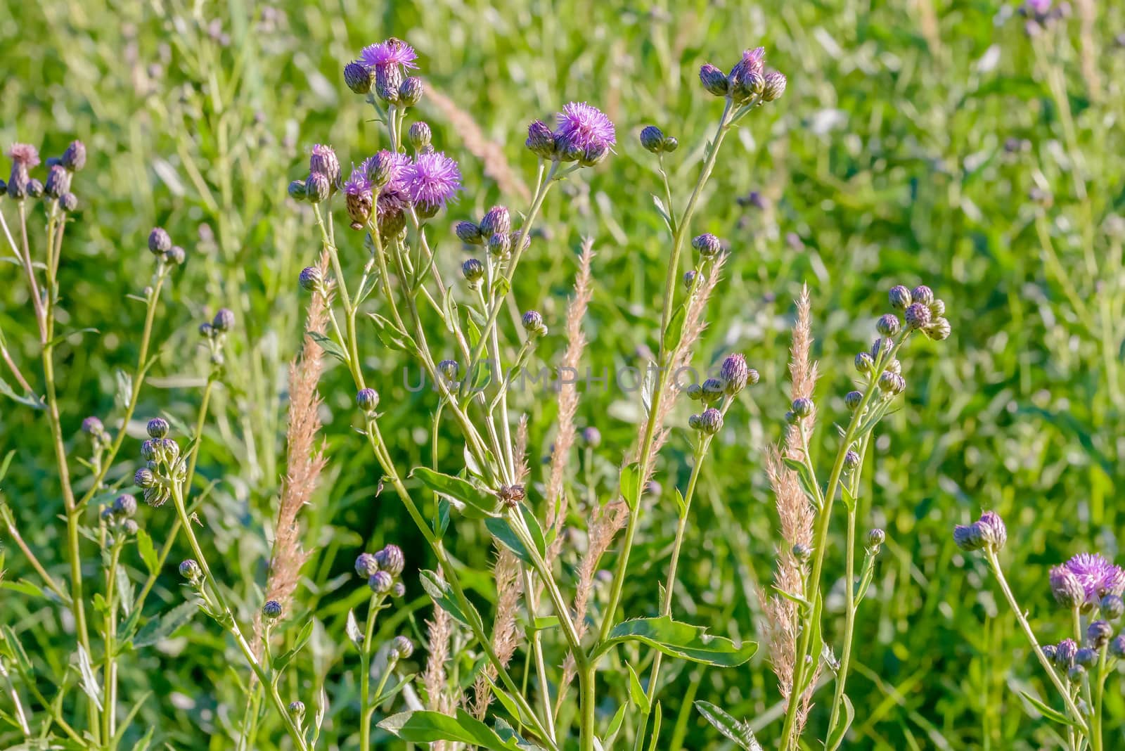 Centaurea Scabiosa Flower
 by MaxalTamor