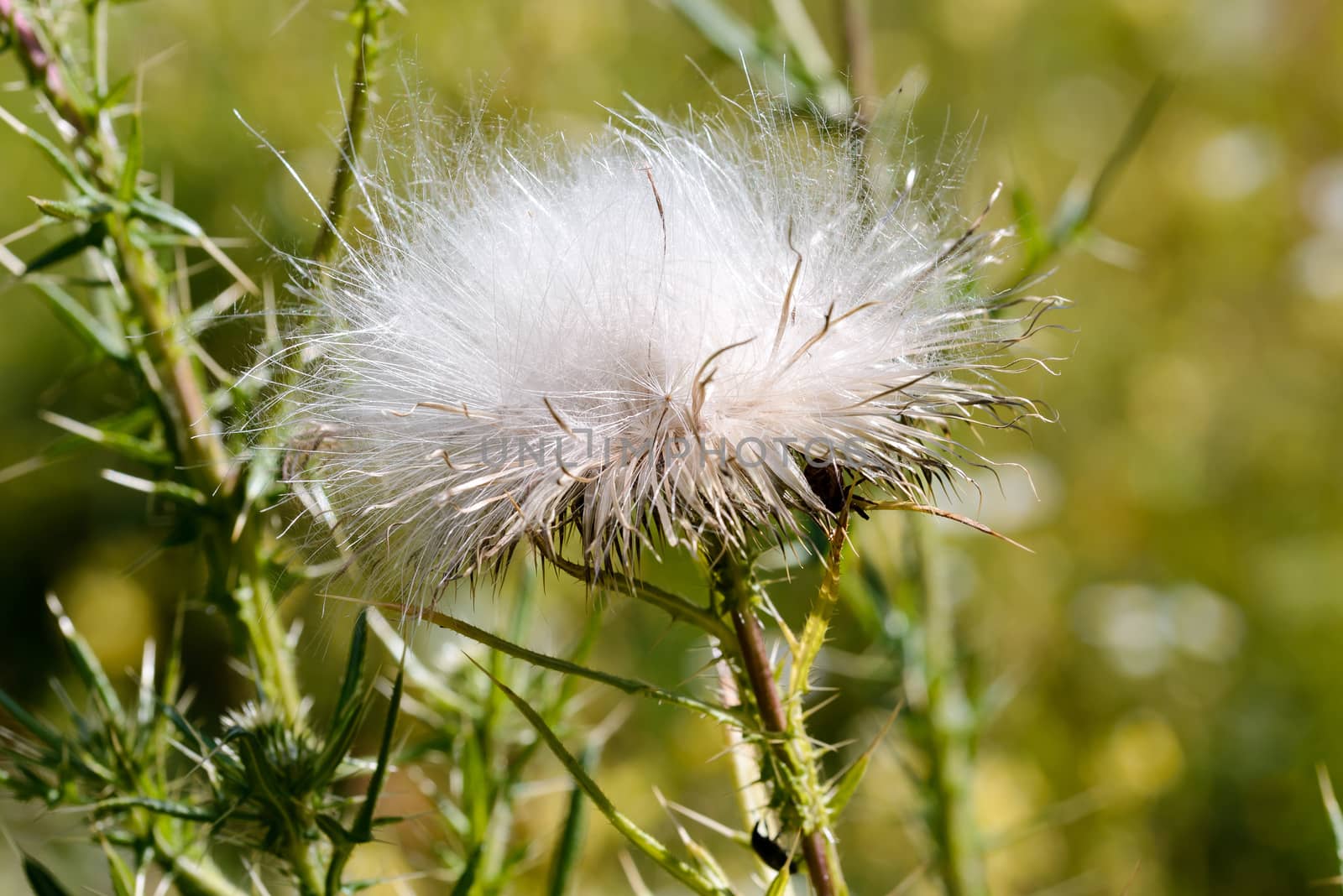 Detail of Cirsium vulgare thistle seeds