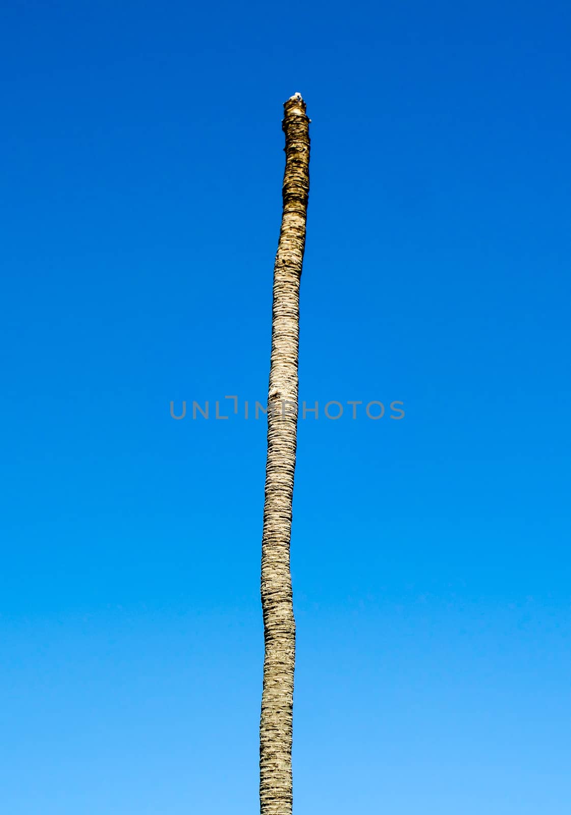 Dead coconut in blue sky at garden