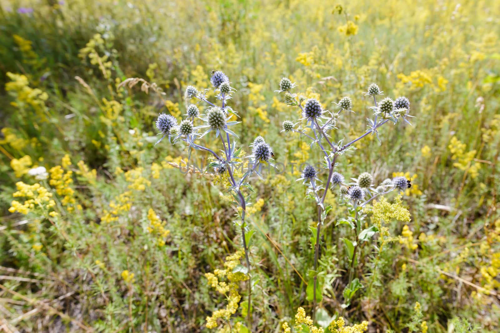 Eryngium campestre Flowers by MaxalTamor