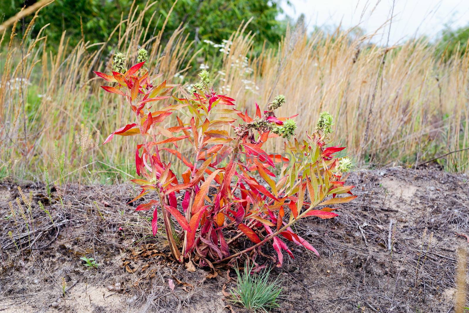 Oenothera Biennis with Red Leaves by MaxalTamor