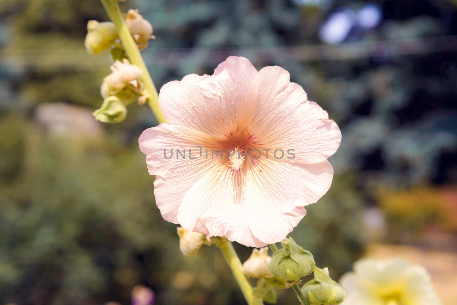 Pink Alcea Rosea in the garden, growing under the warm summer sun