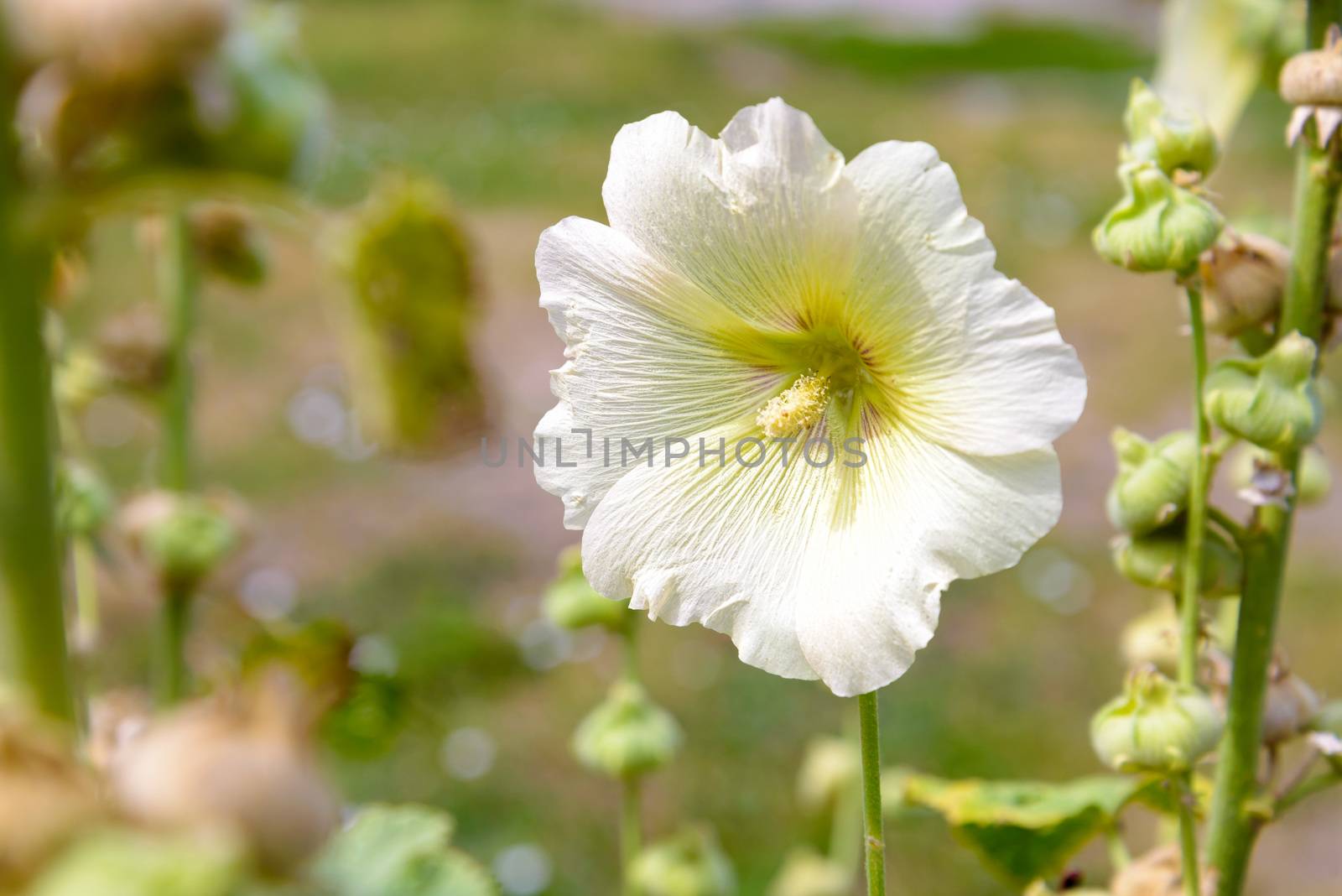 White Alcea Rosea in the garden, growing under the warm summer sun