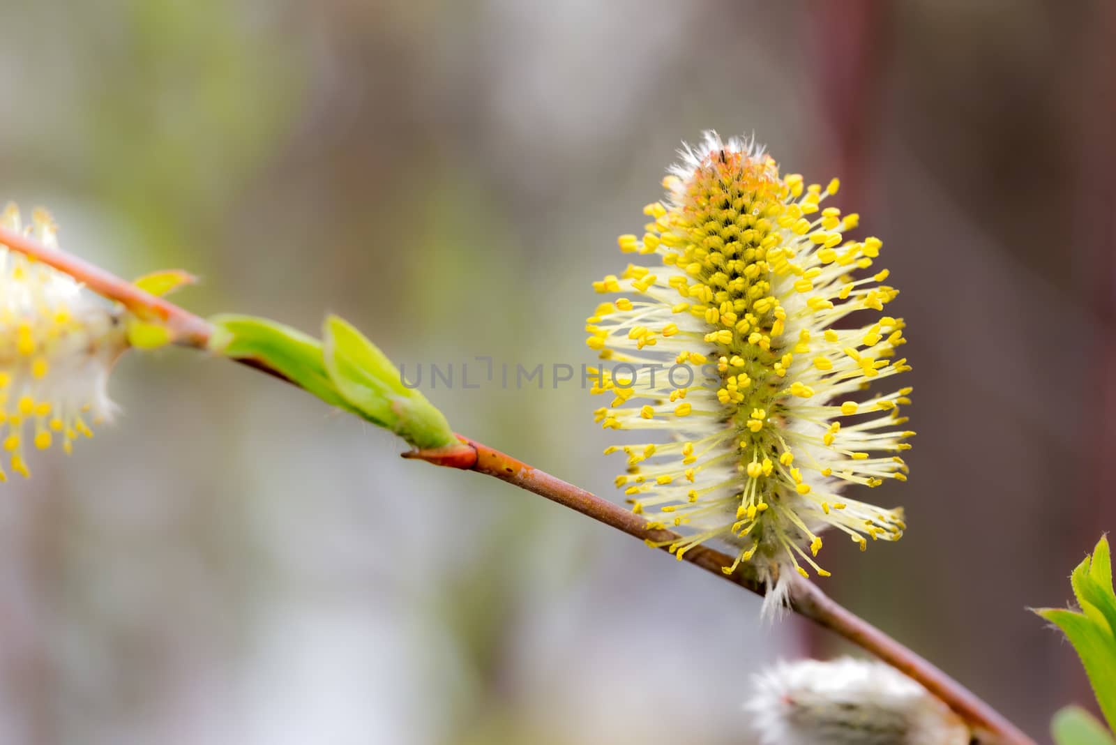 Male willow flower on a tree branch in spring