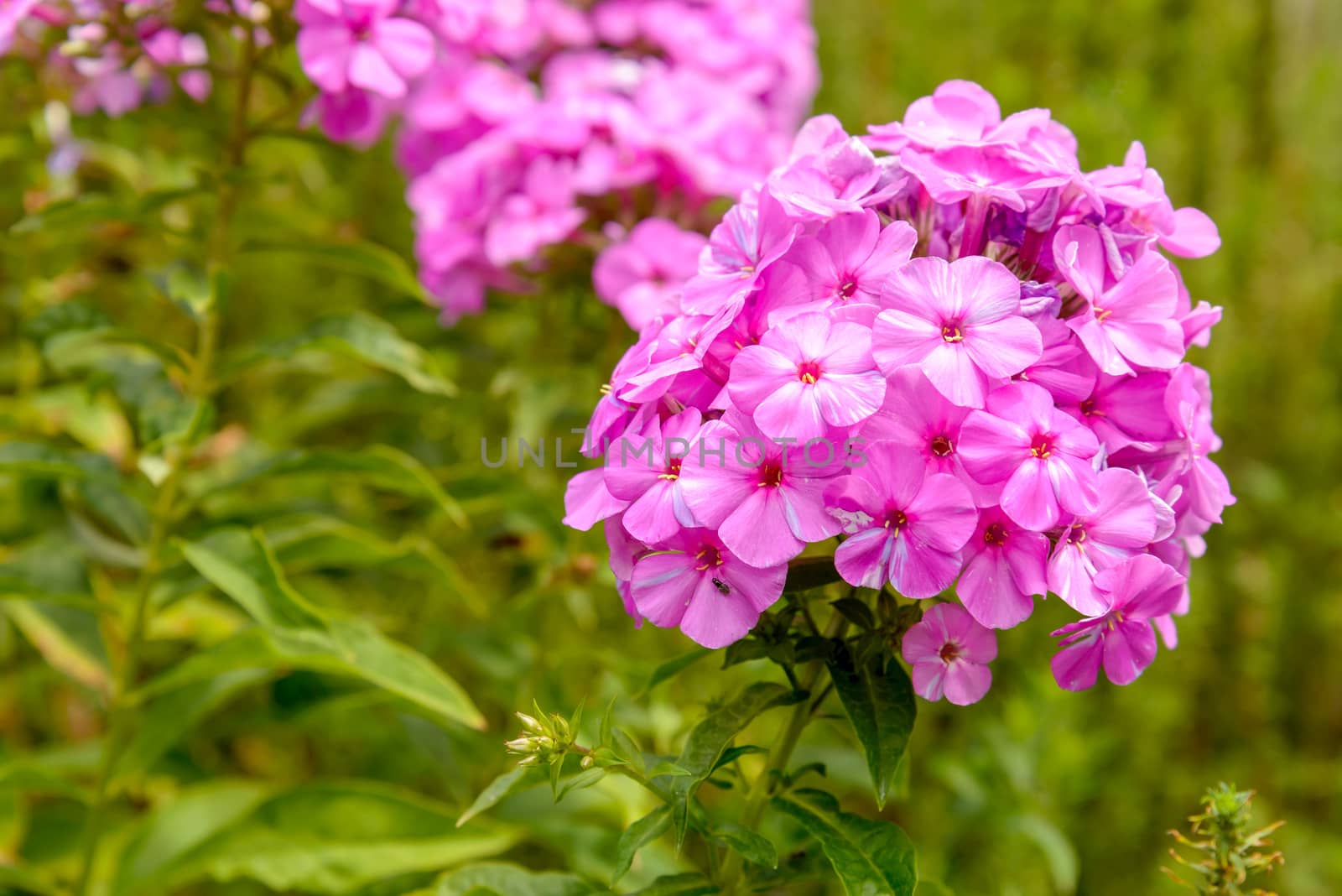 Pink Phlox paniculata flower in the garden