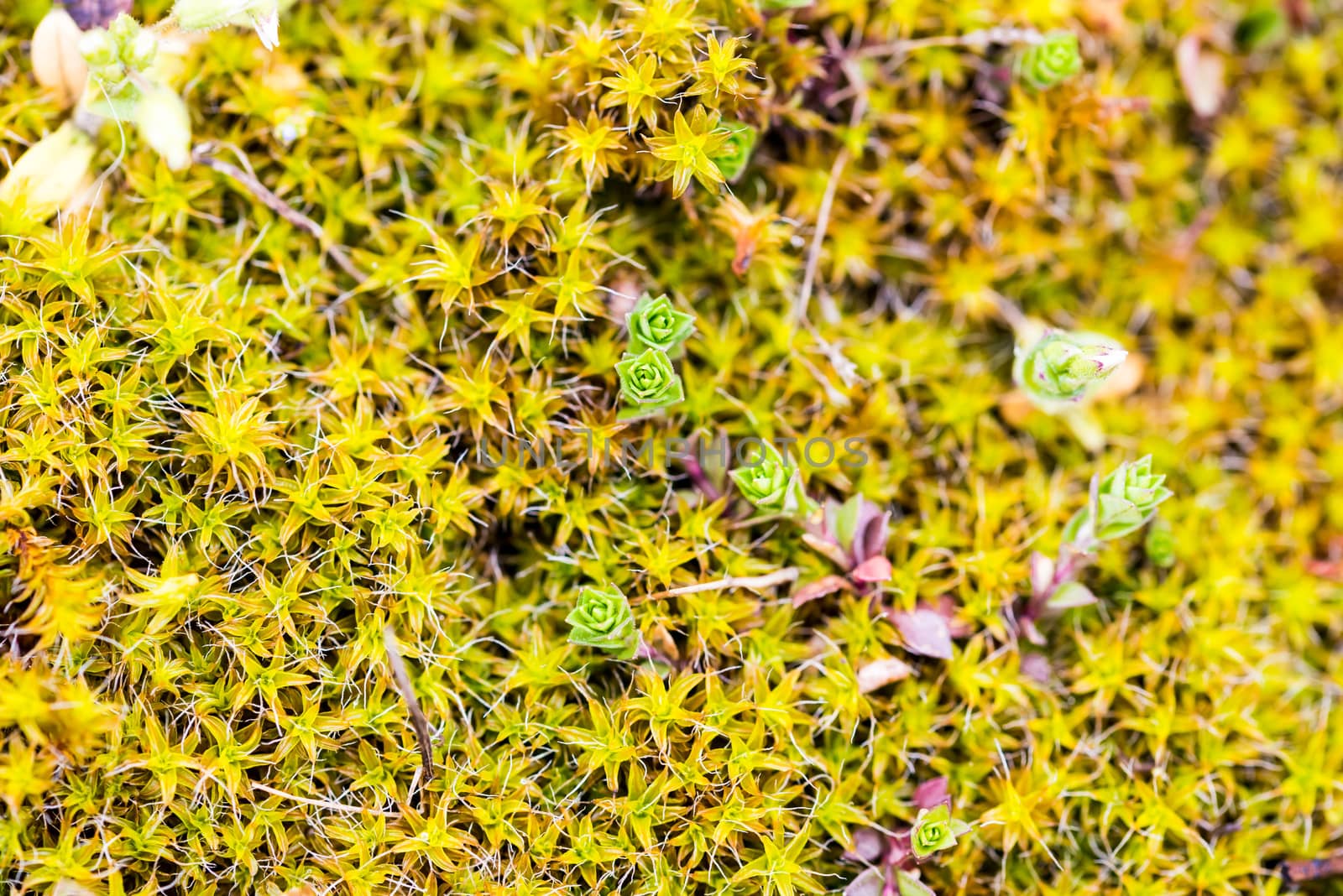 Macro of young green moss in spring
