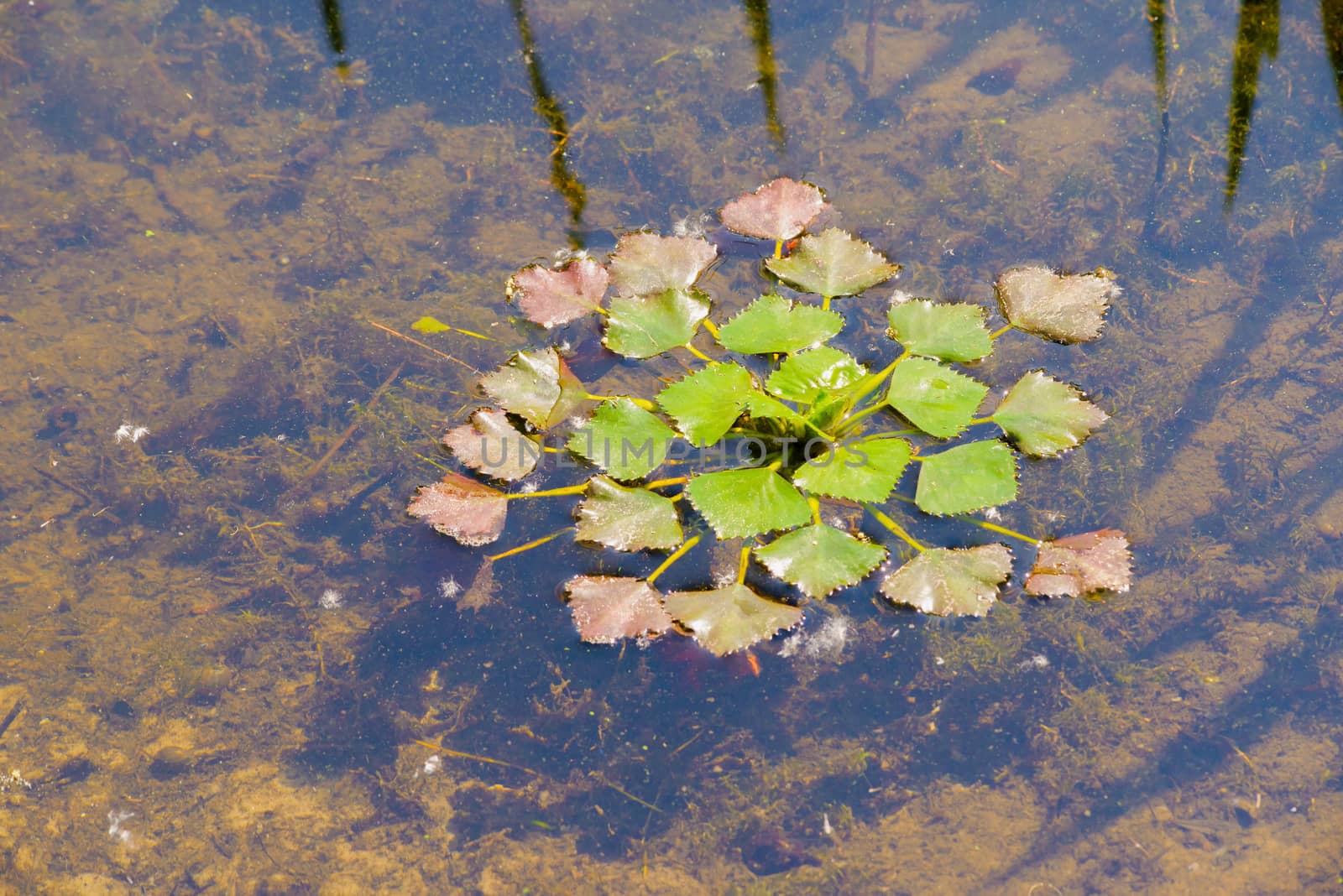 Trapa Natans, also called Water chestnut or Water caltrop floating in the Dnieper river in Kiev