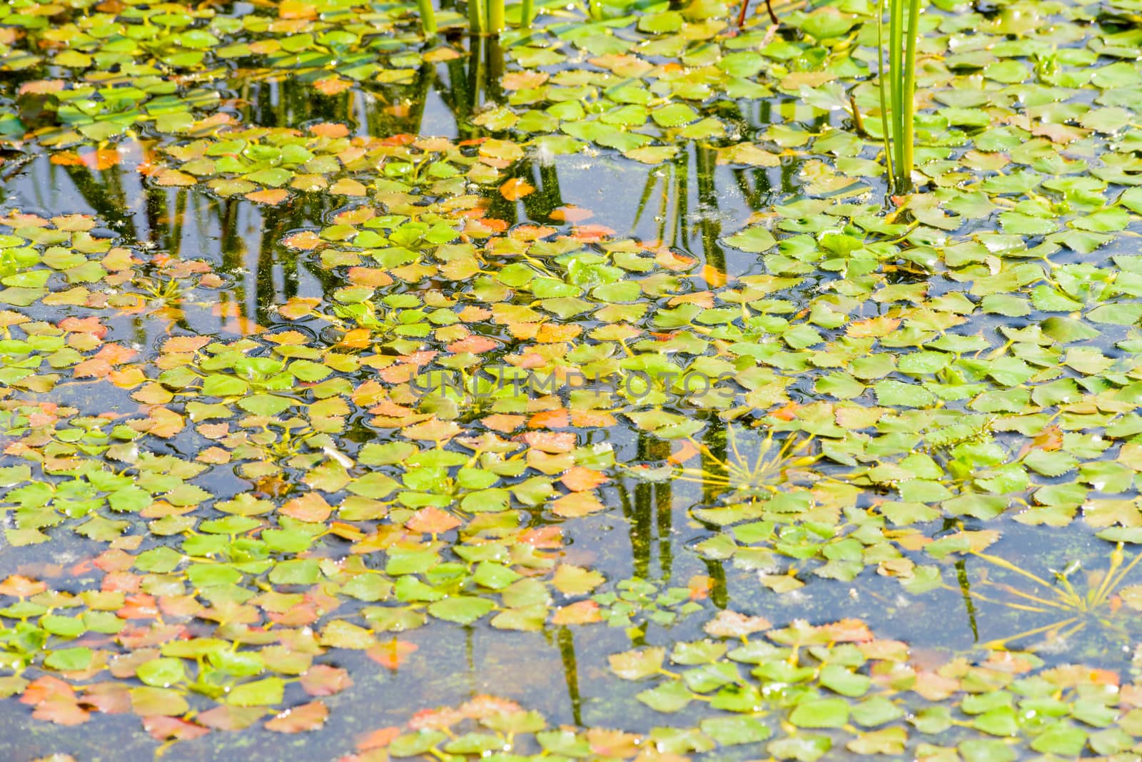 Trapa Natans, also called Water chestnut or Water caltrop floating in the Dnieper river in Kiev