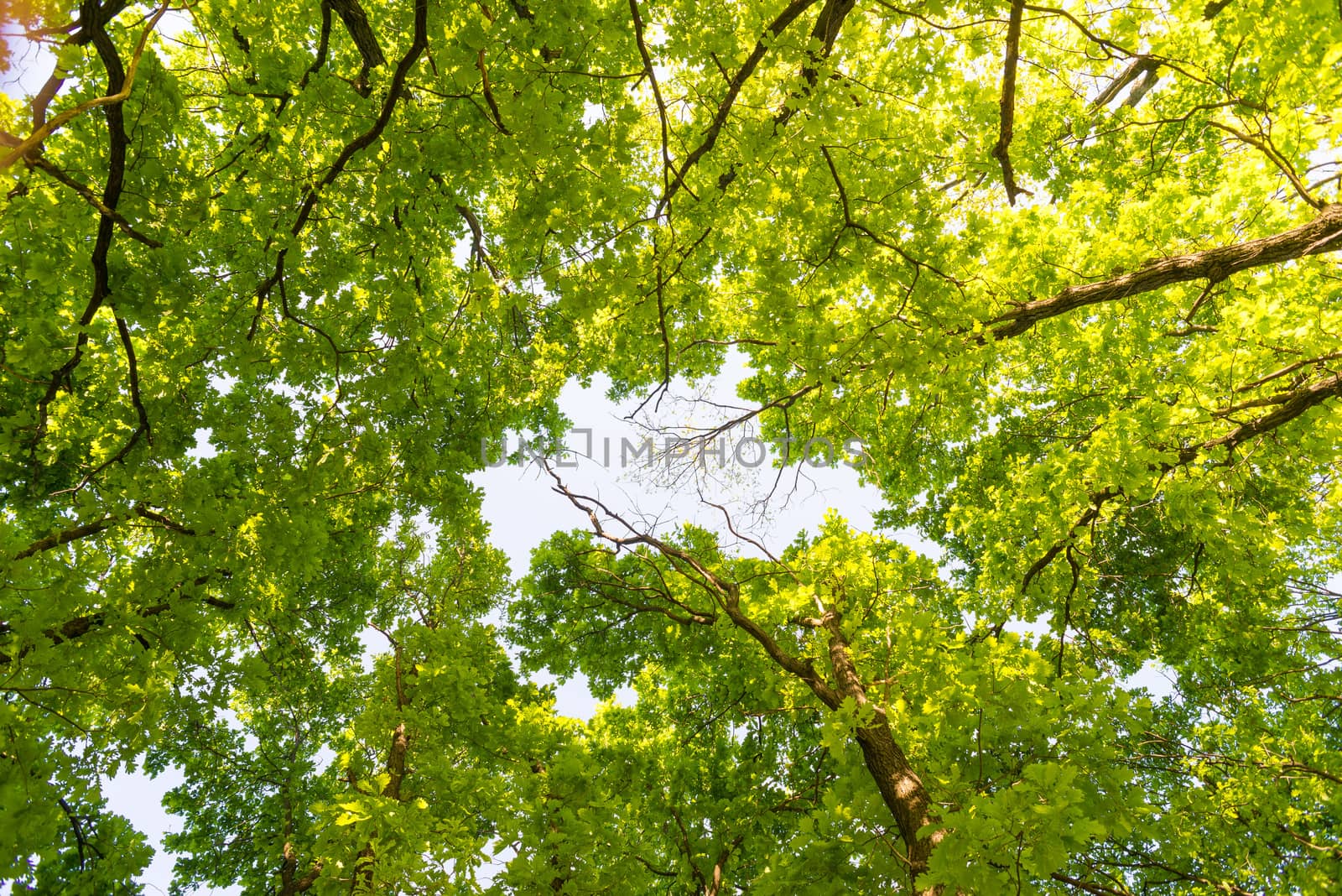 Looking up in a green oak tree forest at evening during spring