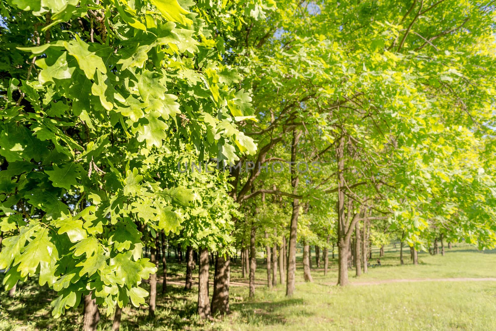 Oak tree leaves in the woods with an evening spring sun light