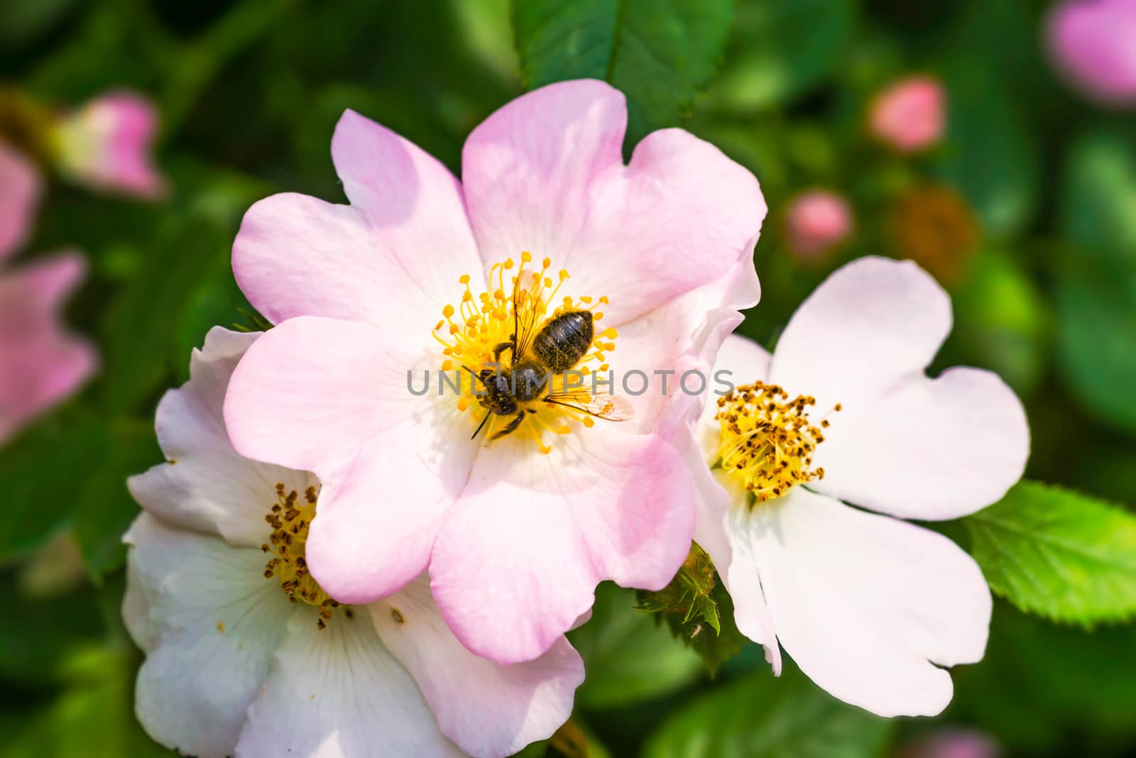 A nice pink briar rose under the warm spring sun, with a bee gathering pollen