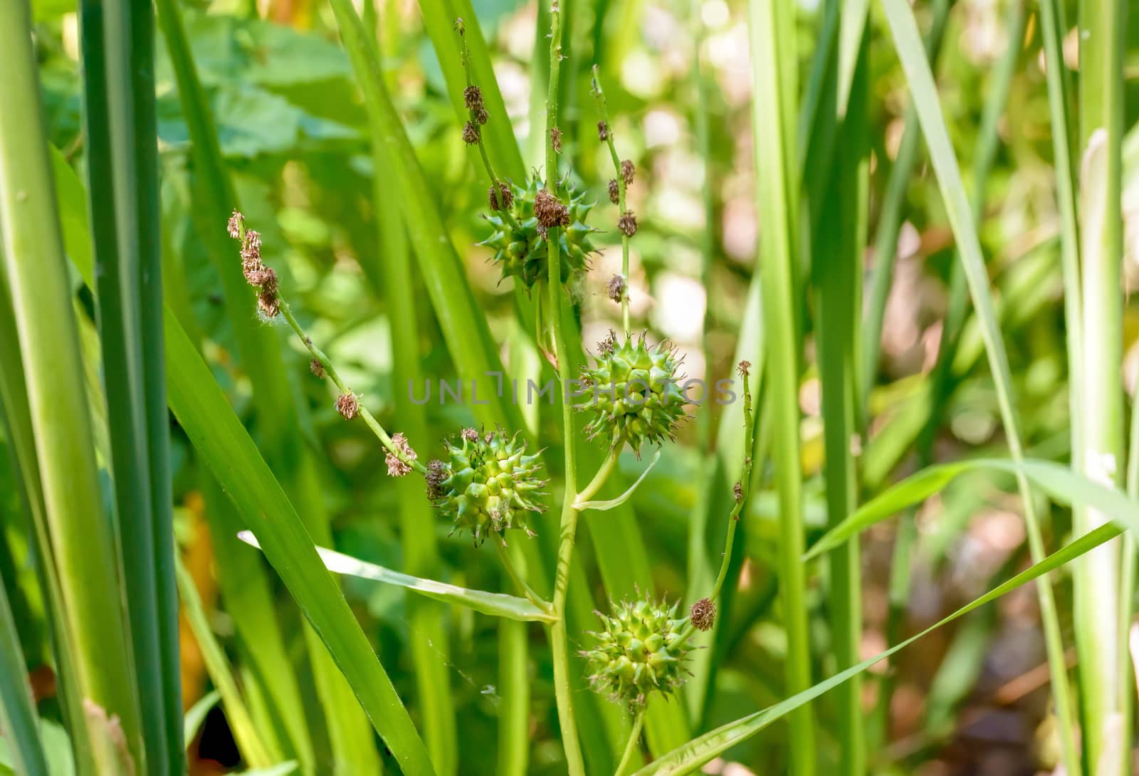 Detail of a Sparganium erectum growing in the middle of Typha Latifolia reeds in the lake under the summer sun