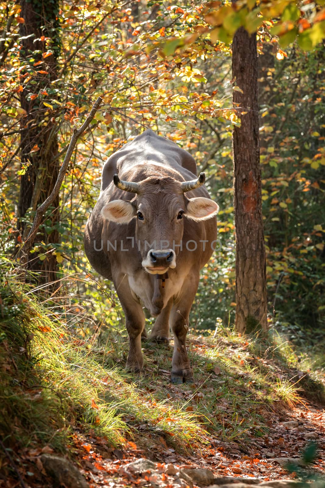 Gray spanish cow in ther forest 