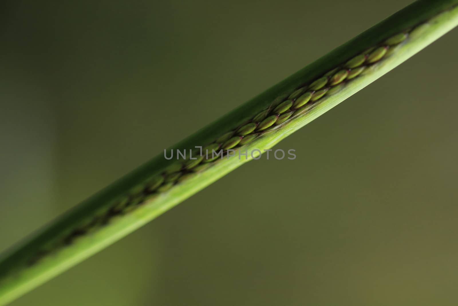 Beautiful green weeds in the pod