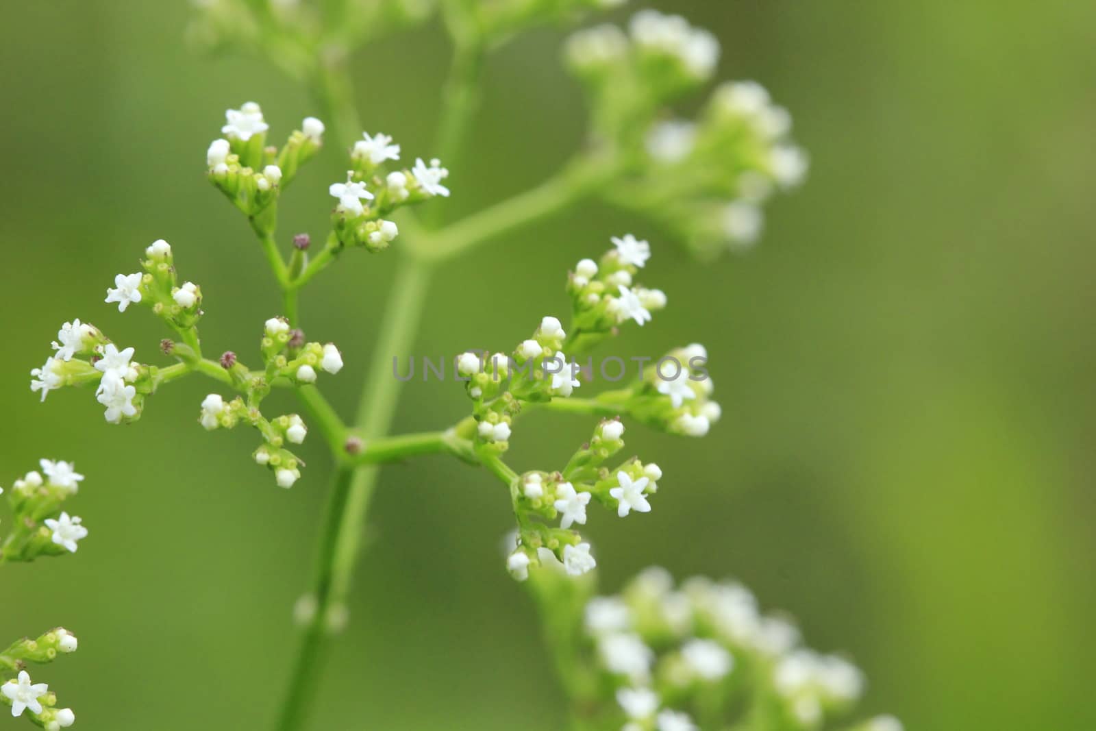 Peucedanum dhana is a biennial plant. Height: 40-100 centimeters. It has white flowers.