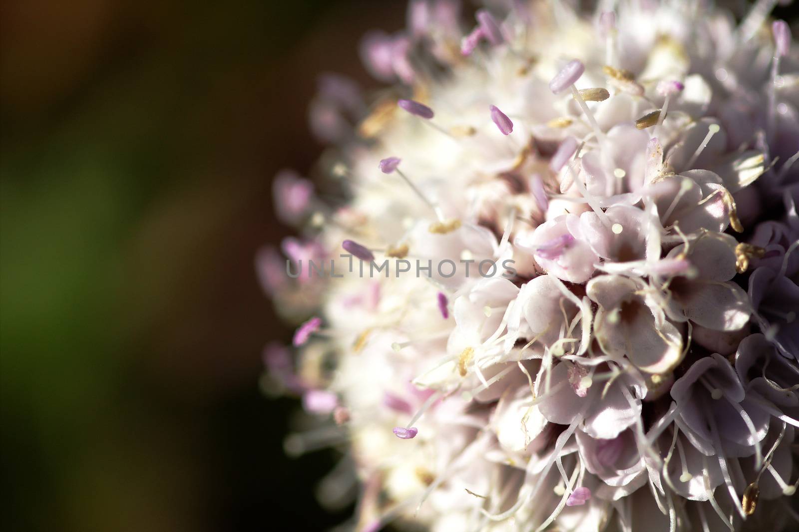 Scabiosa siamensis Craib in nature  With white flowers that are clustered It is endemic to Doi Luang, Chiang Dao, Thailand.