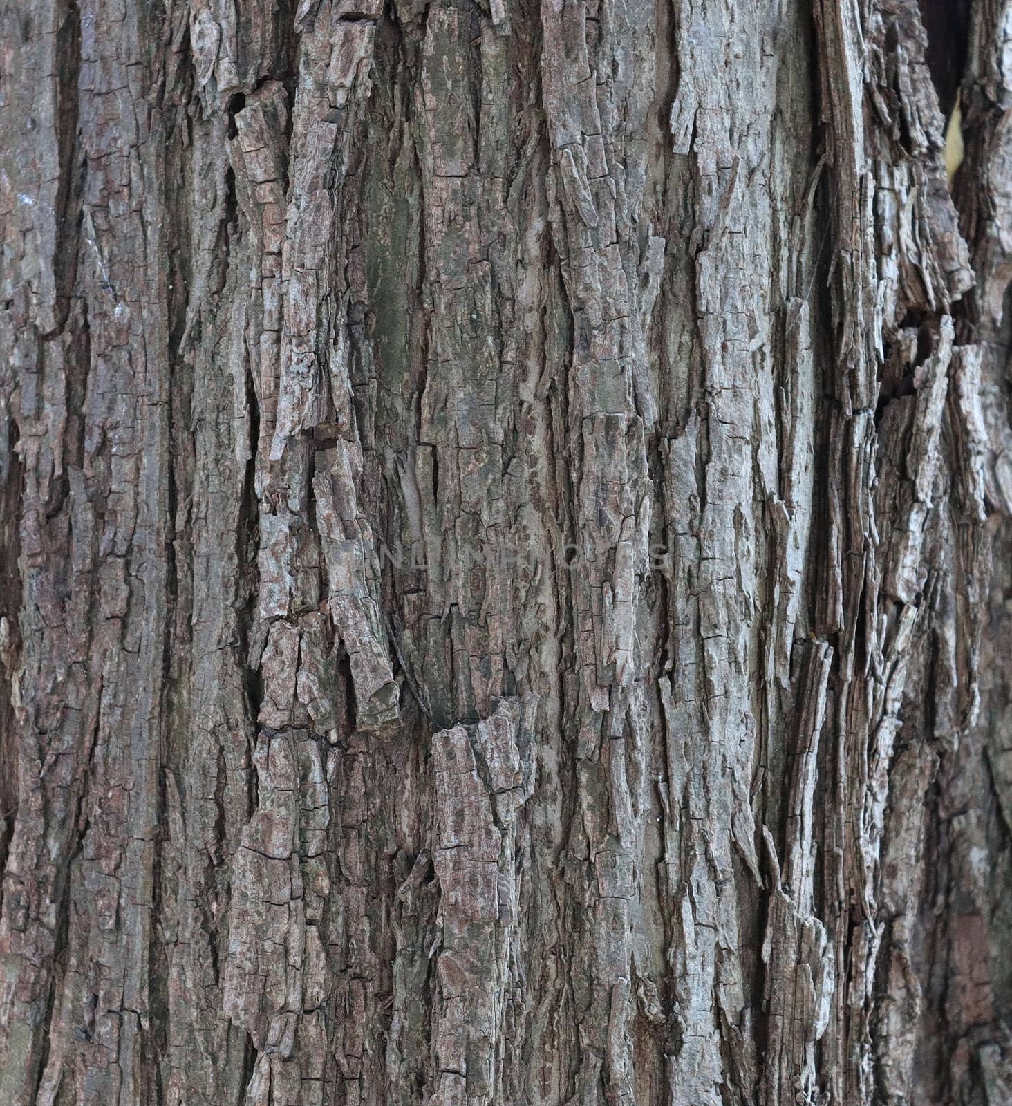 Detailed close up view on different wood surfaces showing planks logs and wooden walls in high resolution