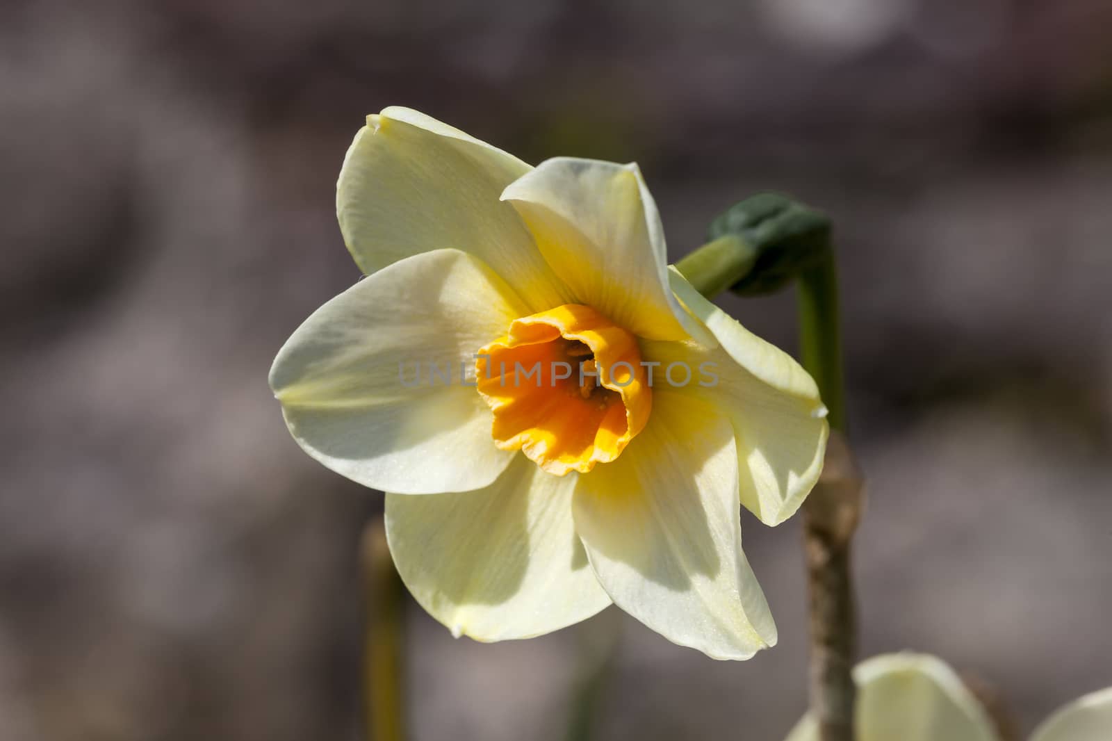 Daffodil (narcissus)  growing outdoors in the spring season