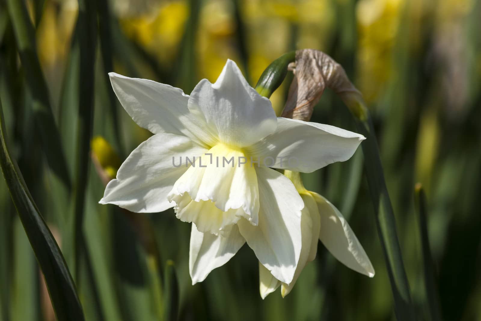 Daffodil (narcissus) 'Thalia' growing outdoors in the spring season