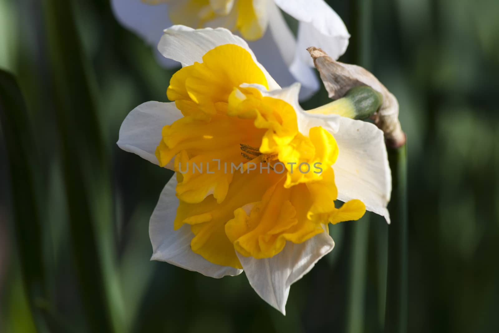 Daffodil (narcissus) 'Orangery' growing outdoors in the spring season