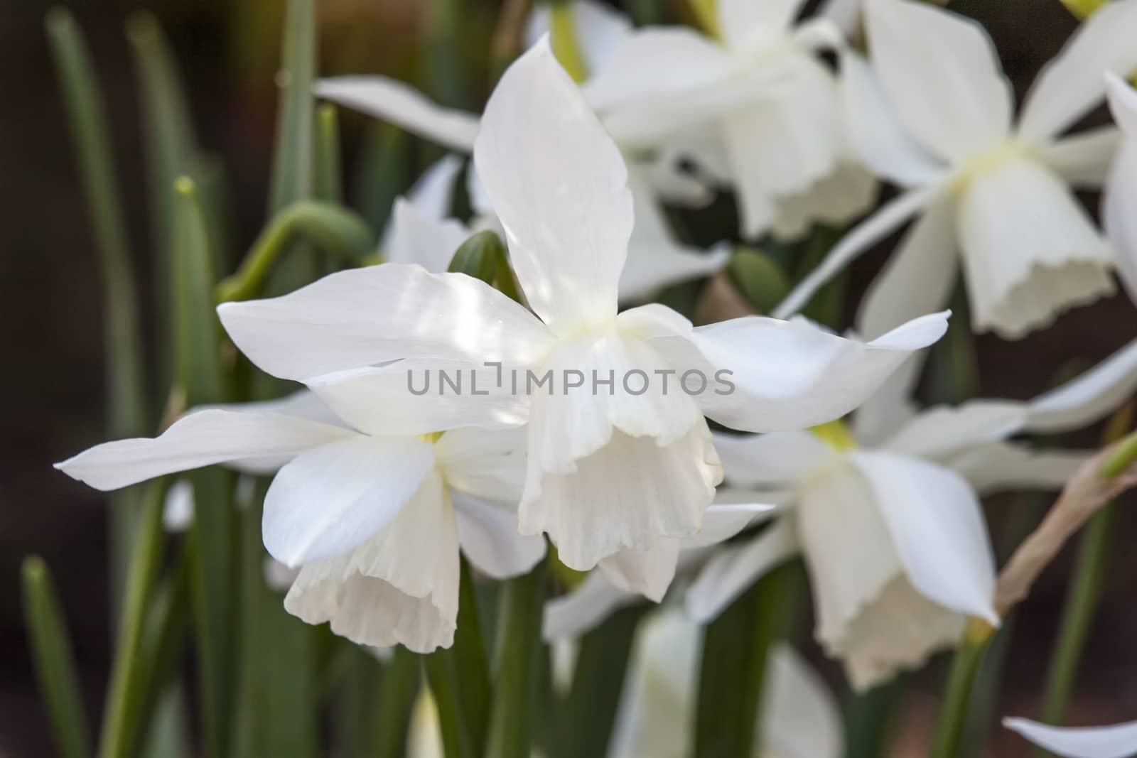 Daffodil (narcissus) 'Thalia'  by ant