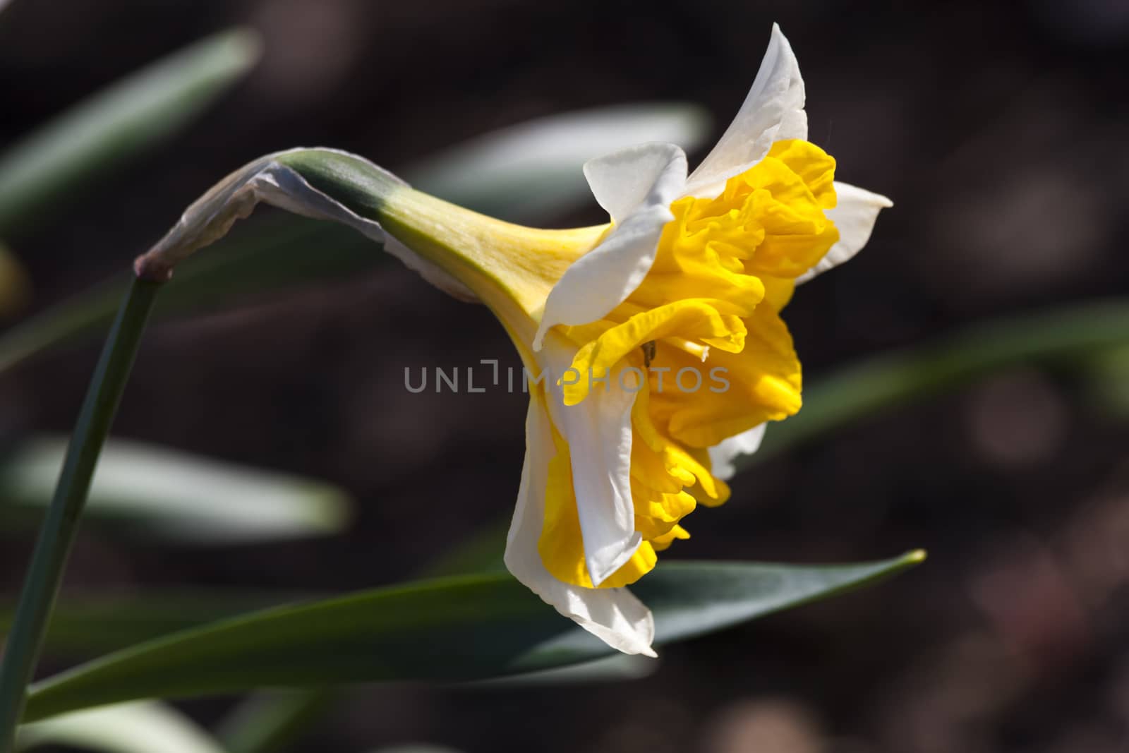 Daffodil (narcissus) 'Orangery' growing outdoors in the spring season