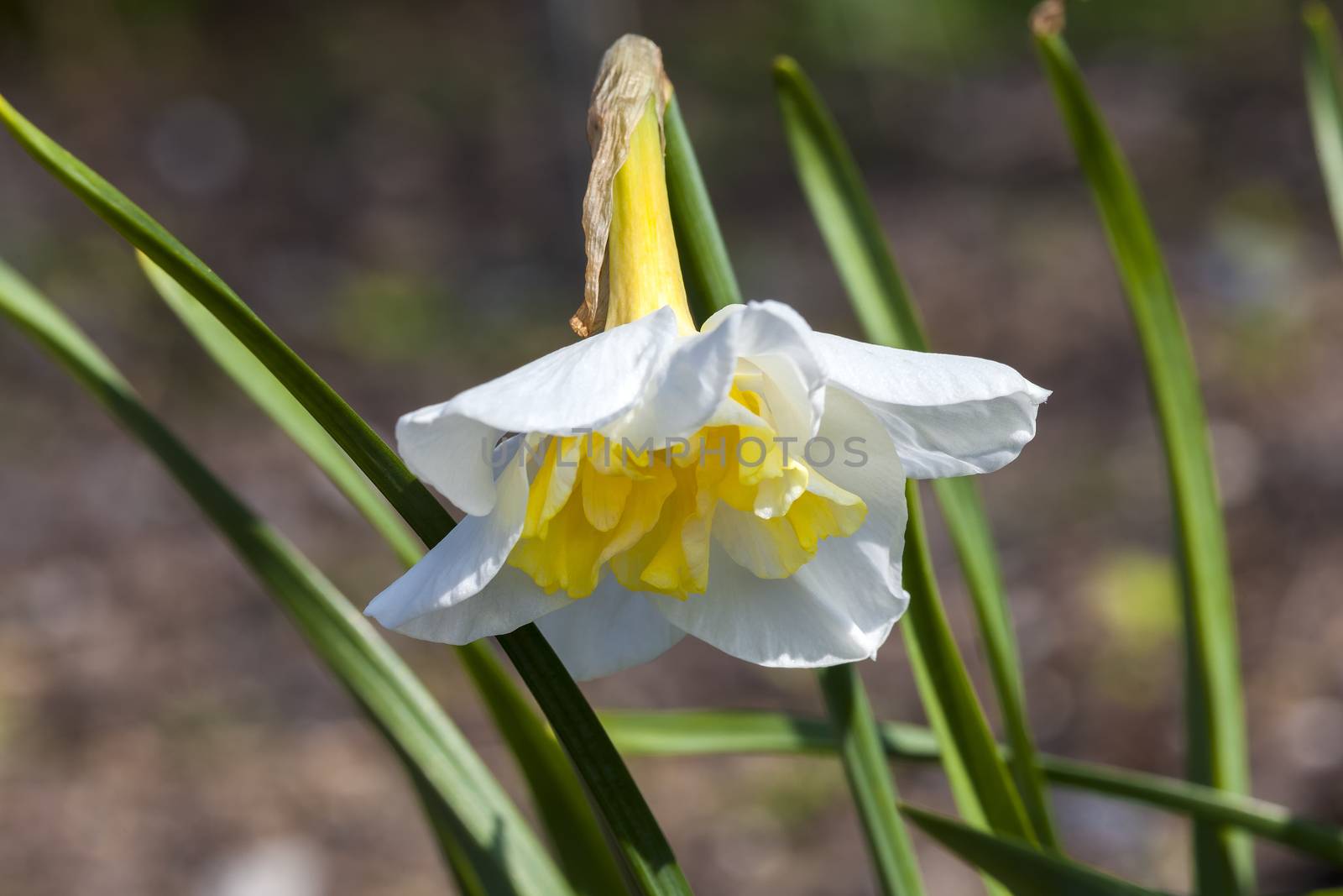 Daffodil (narcissus) 'Lemon Beauty'  by ant