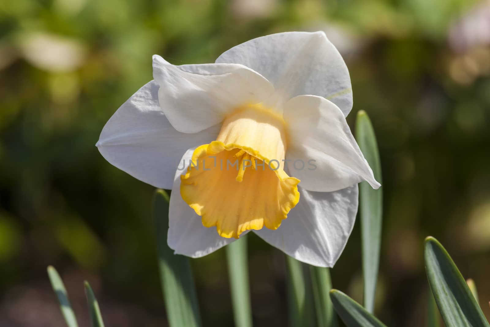 Daffodil (narcissus) 'Foresight'  by ant