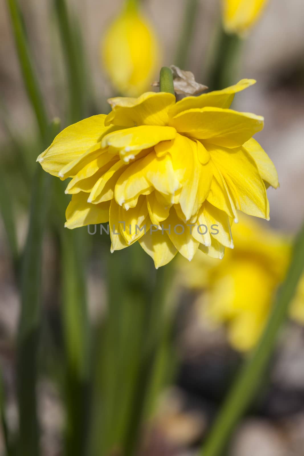 Daffodil (narcissus) 'Pencrebar' growing outdoors in the spring season