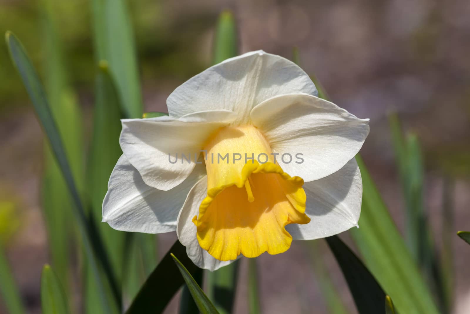 Daffodil (narcissus) 'Foresight'  by ant