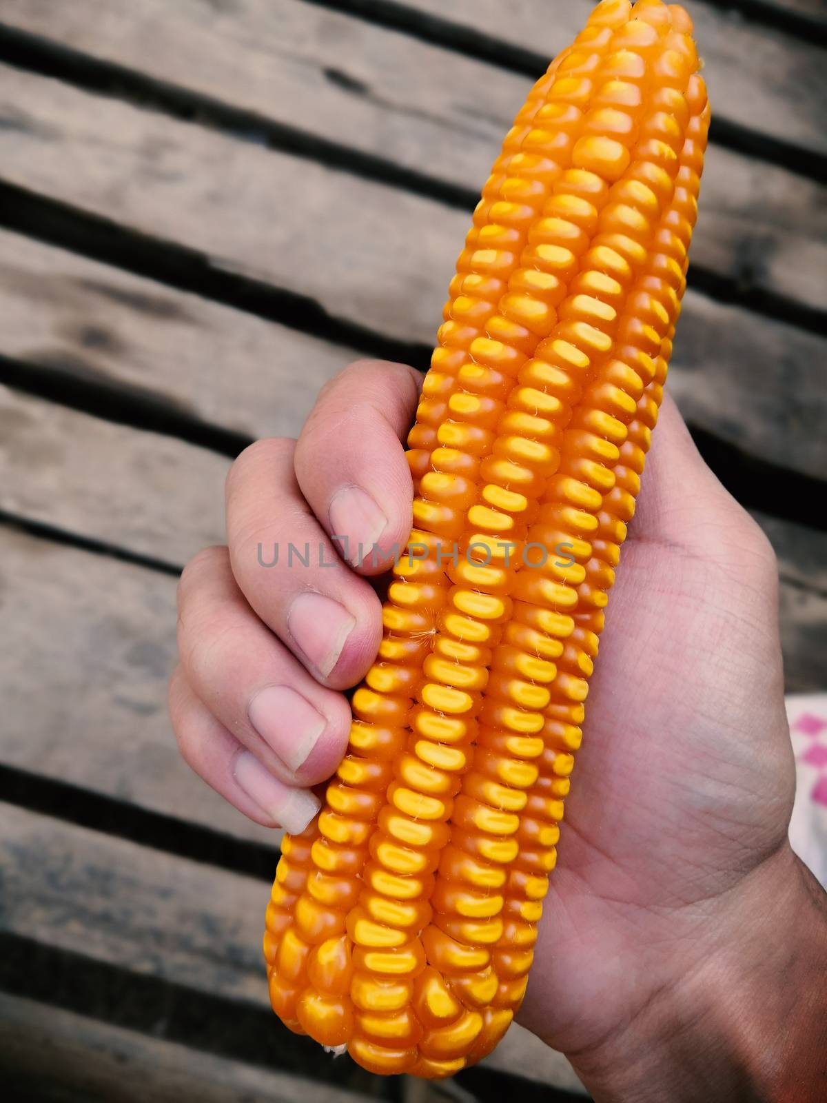 A man's hand holding a dry corn used in livestock