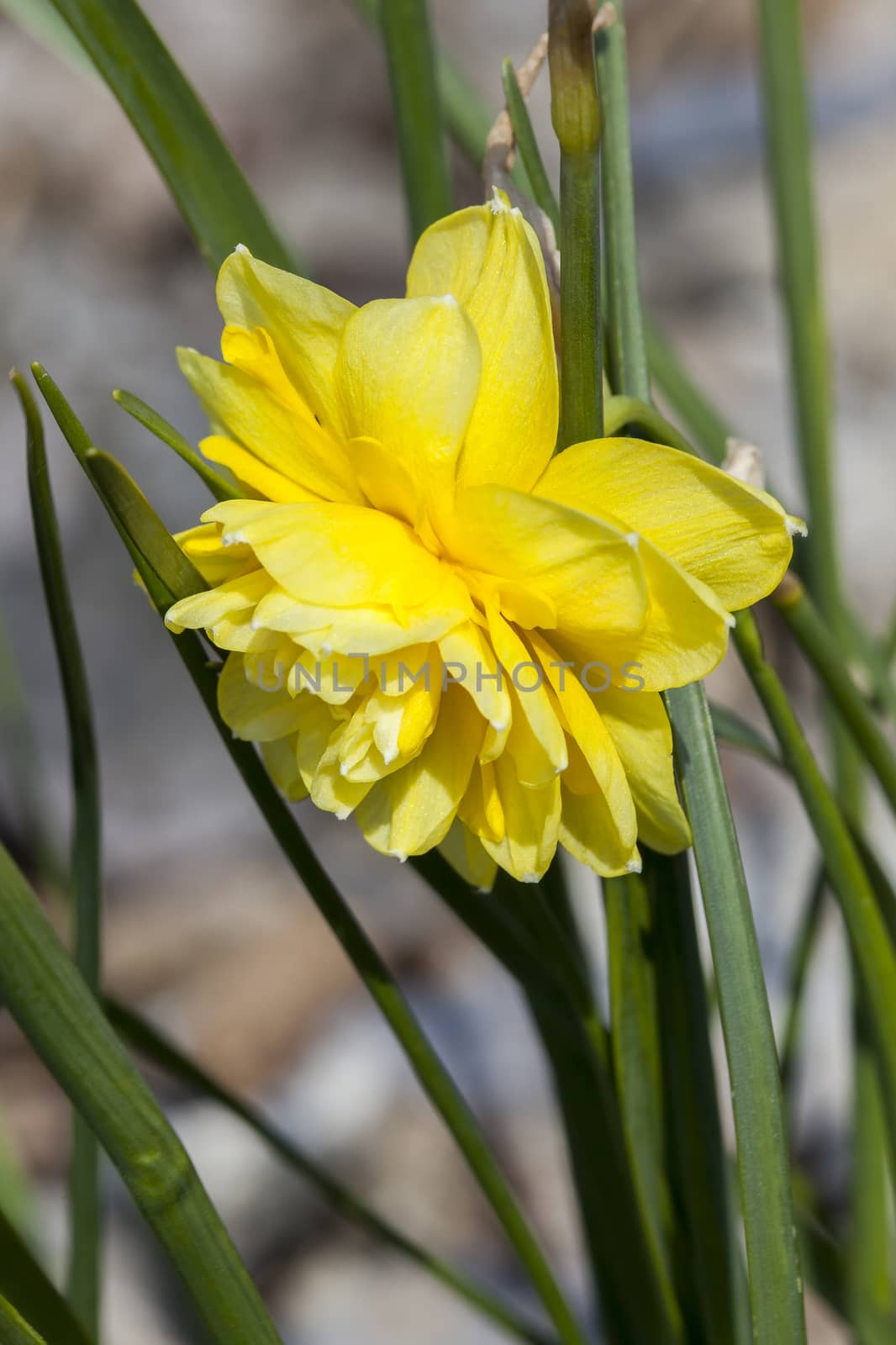 Daffodil (narcissus) 'Pencrebar'  by ant