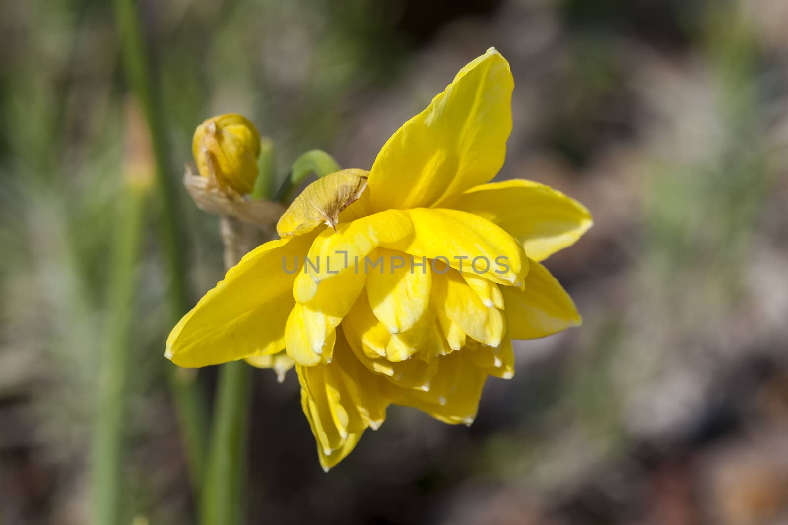 Daffodil (narcissus) 'Pencrebar' growing outdoors in the spring season