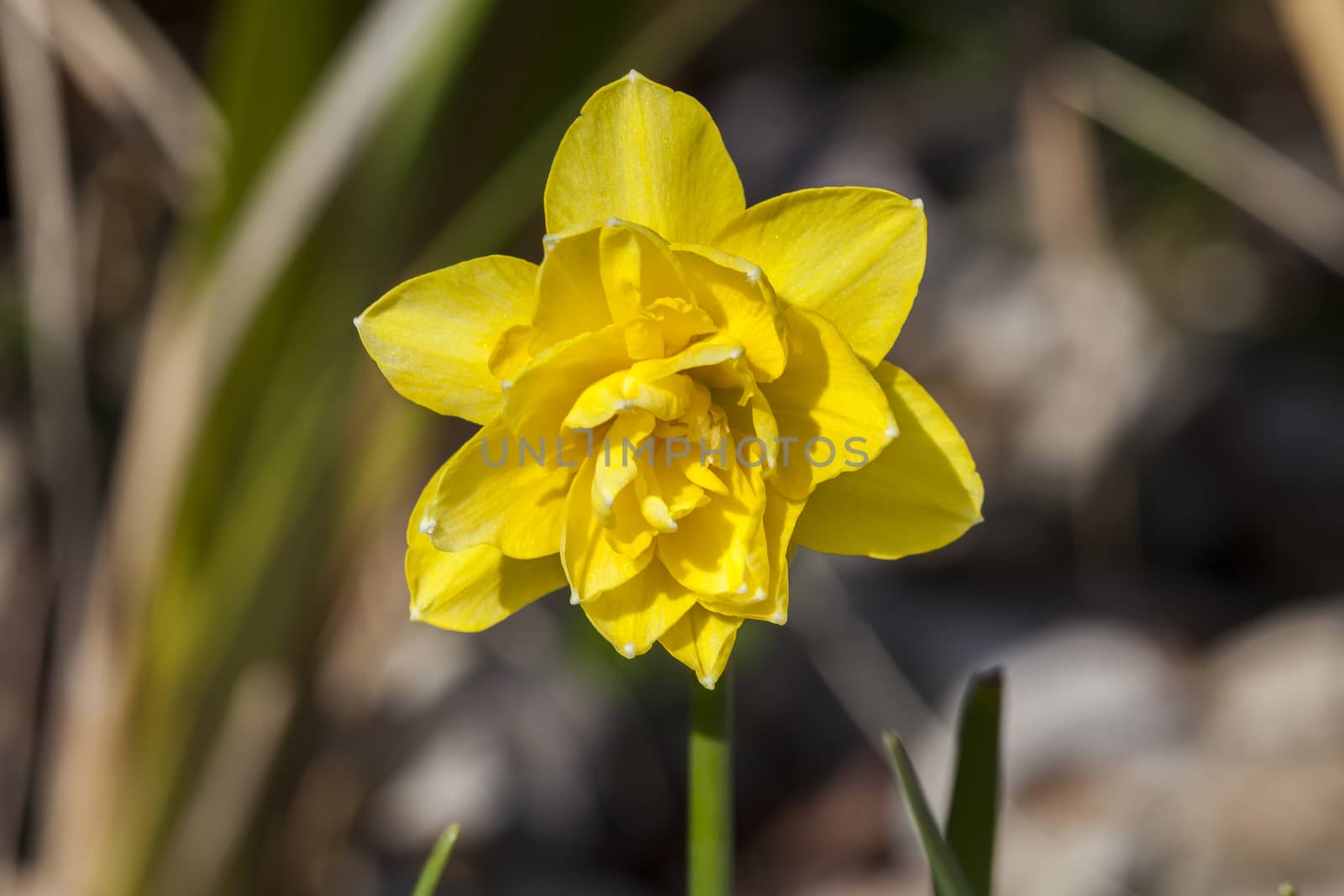 Daffodil (narcissus) 'Pencrebar' growing outdoors in the spring season