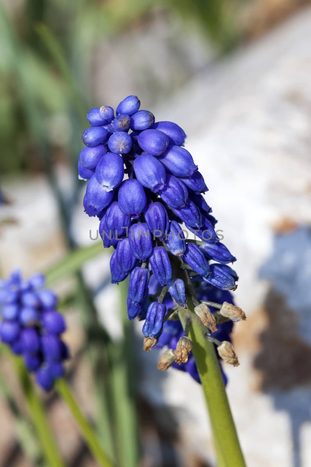 Muscari armeniacum  by ant