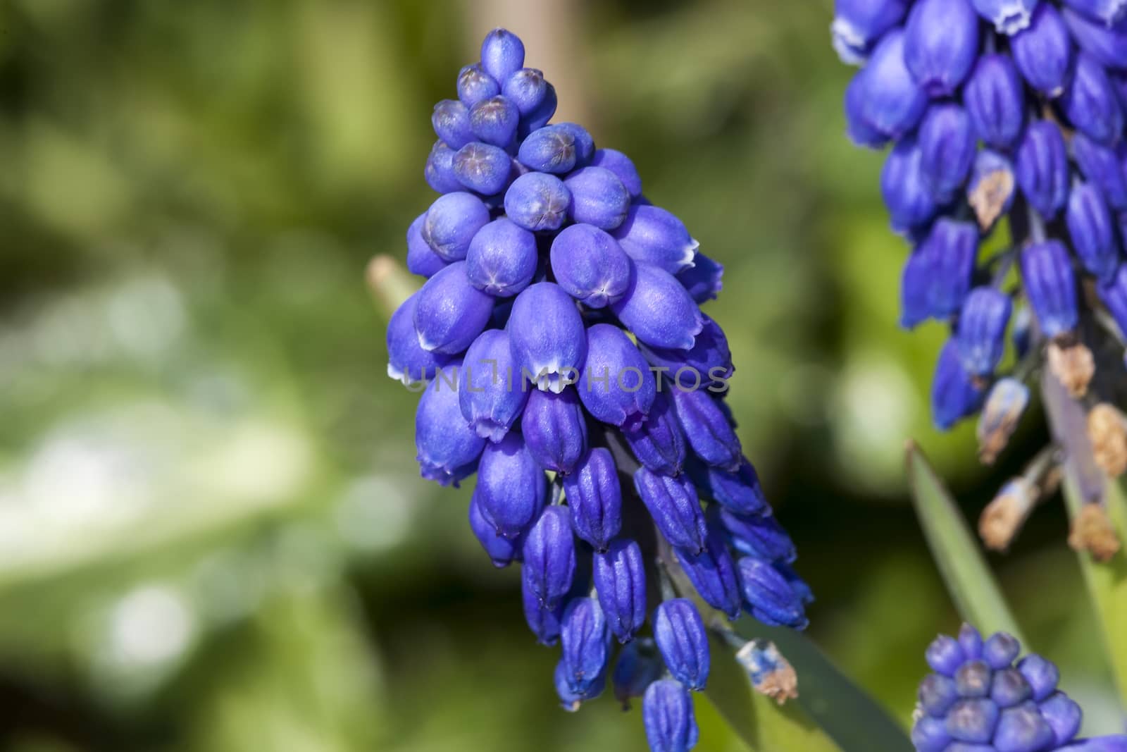 Muscari armeniacum by ant