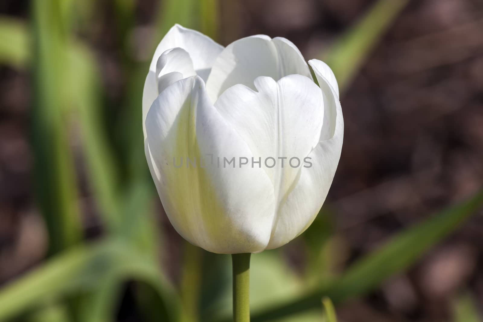 Tulip 'Gwen' growing outdoors in the spring season