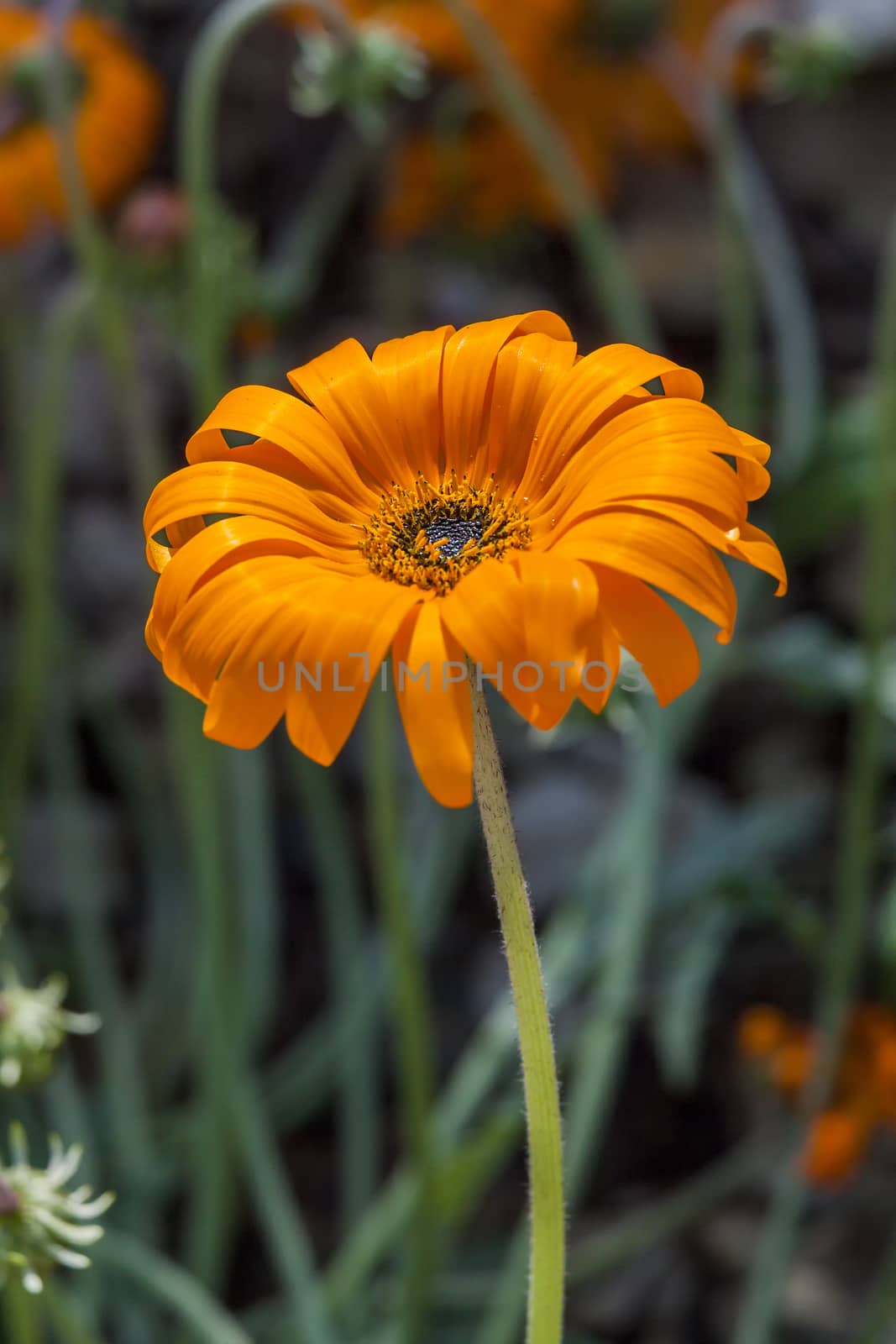 Arctotis acaulis South Africa flower plant commonly known as tufted arctotis or marigold