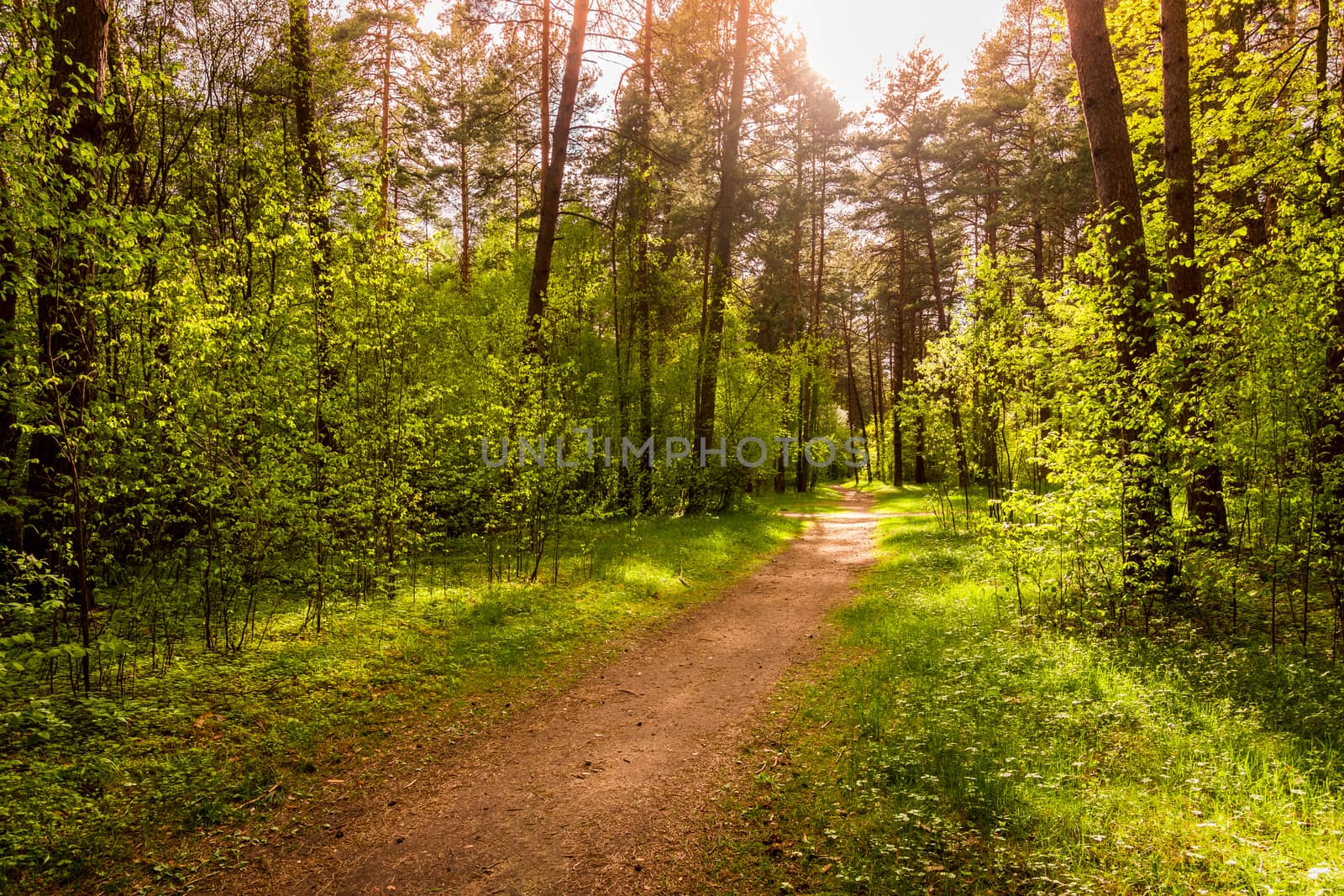 Spring pine forest in sunny weather with bushes with young green leaves glowing in the rays of the sun and a path that goes into the distance. Sunset or sunrise among the trees.