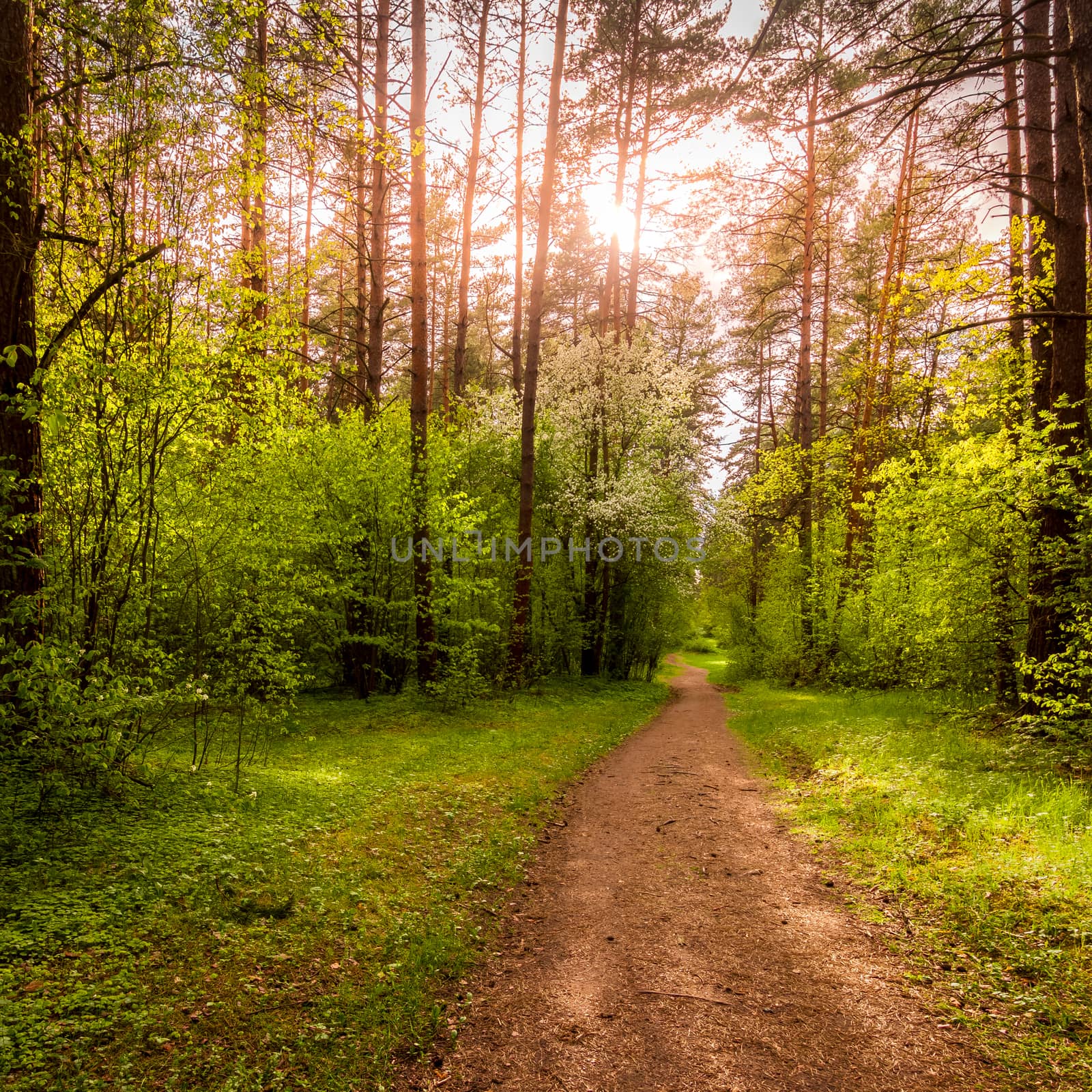 Spring pine forest in sunny weather with bushes with young green leaves glowing in the rays of the sun and a path that goes into the distance. Sunset or sunrise among the trees.