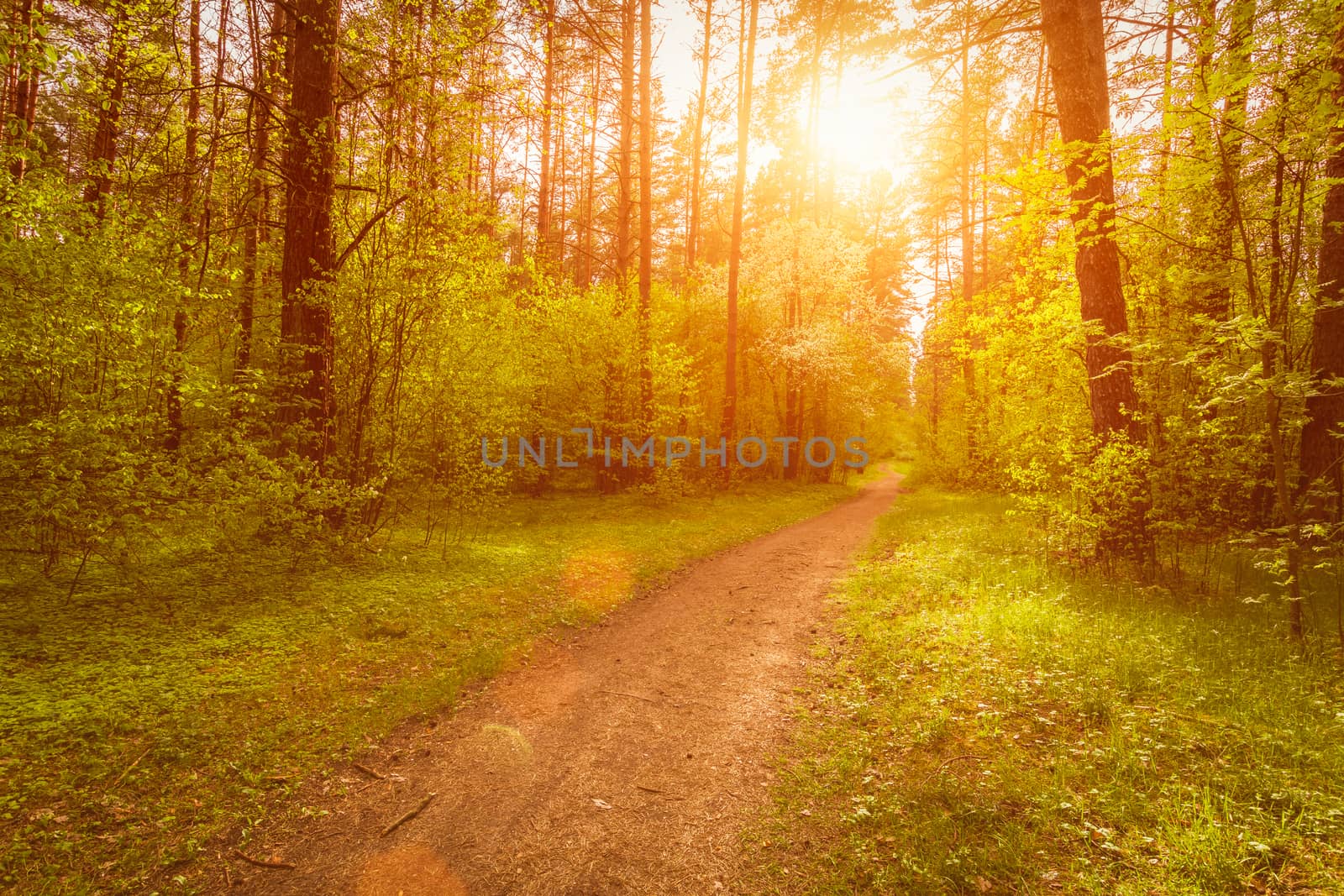 Spring pine forest in sunny weather with bushes with young green leaves glowing in the rays of the sun and a path that goes into the distance. Sunset or sunrise among the trees.